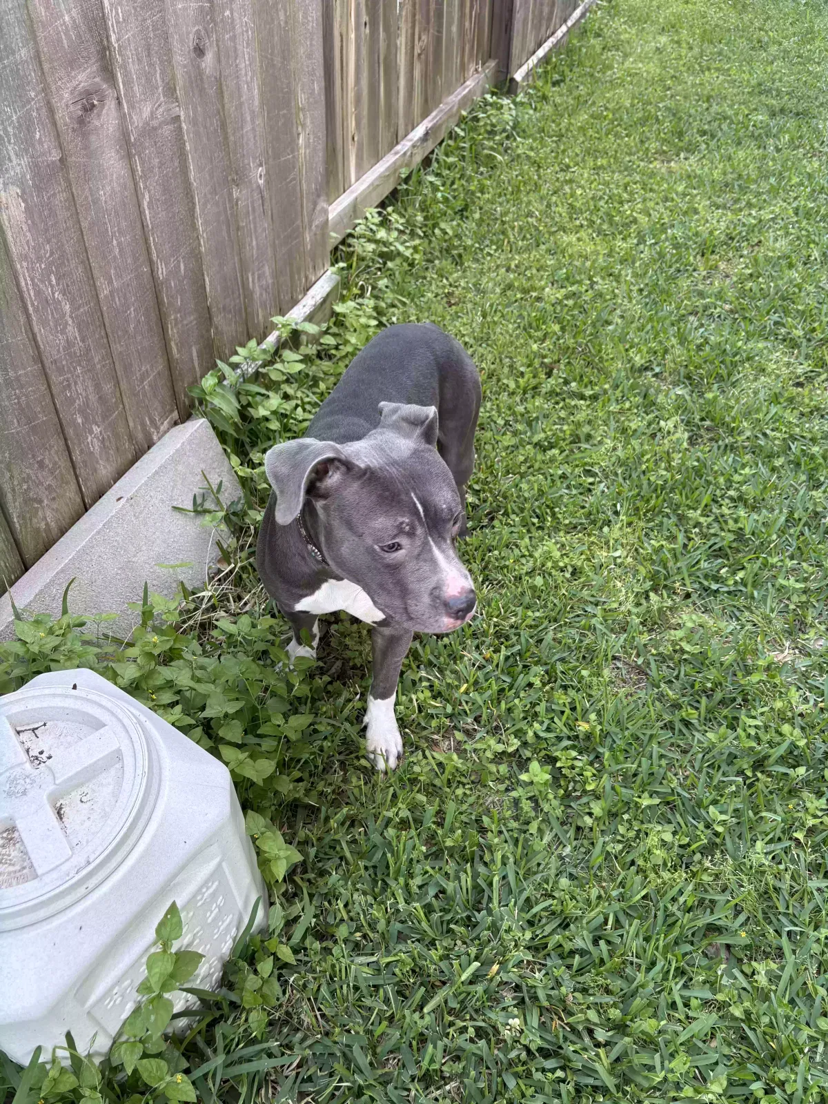 Found Dog