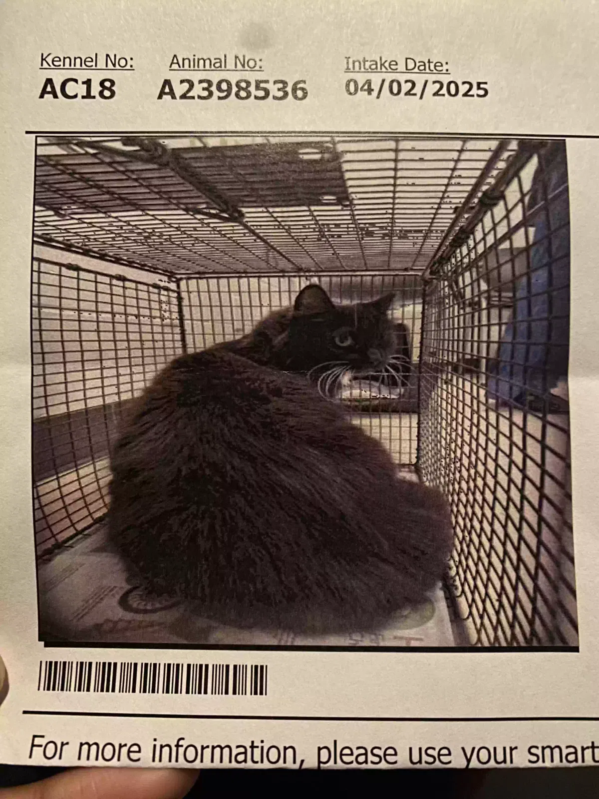 Lost cat in Brandon, FL, 33511