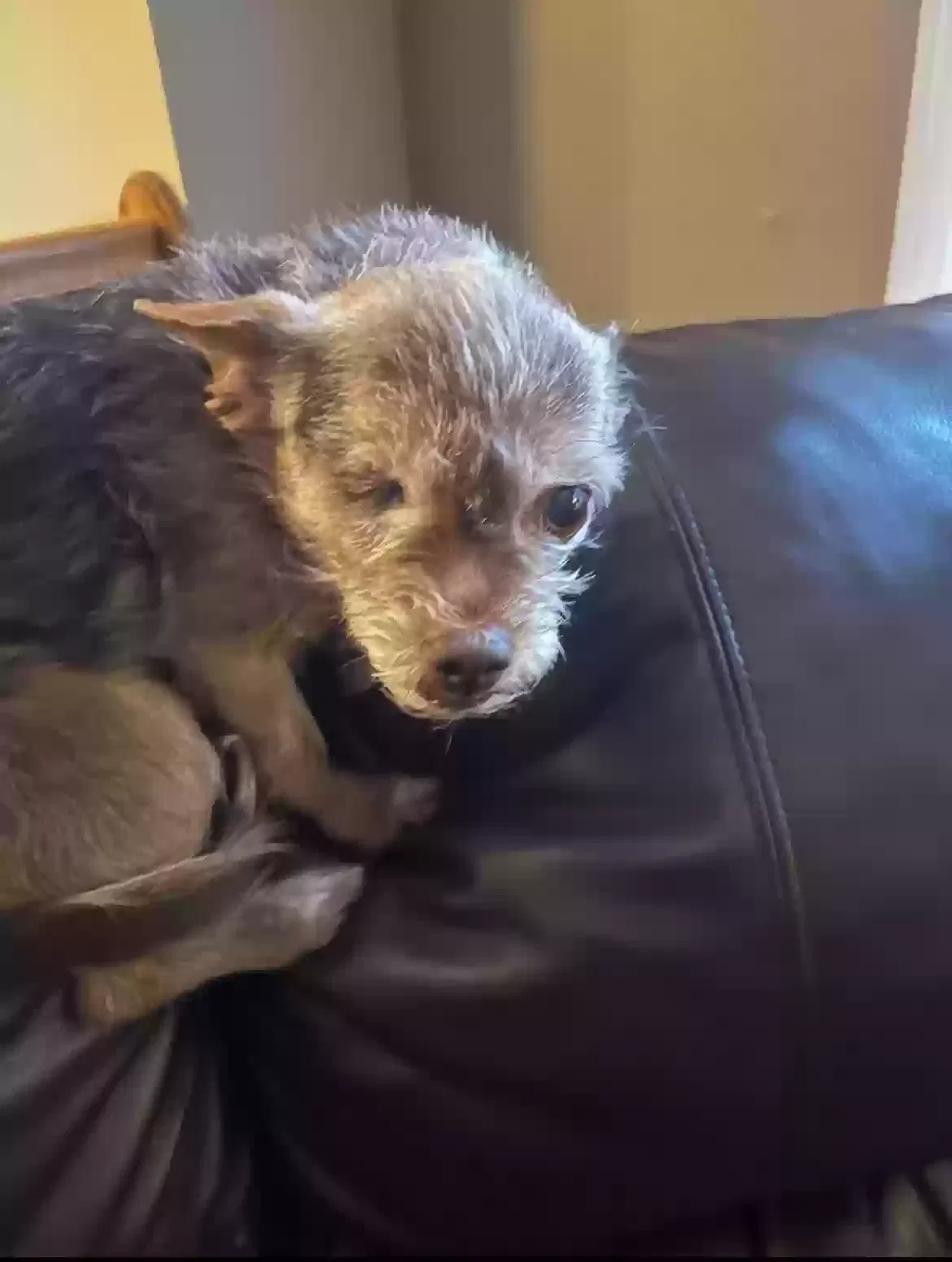 Lost dog in Canton, GA, 30115