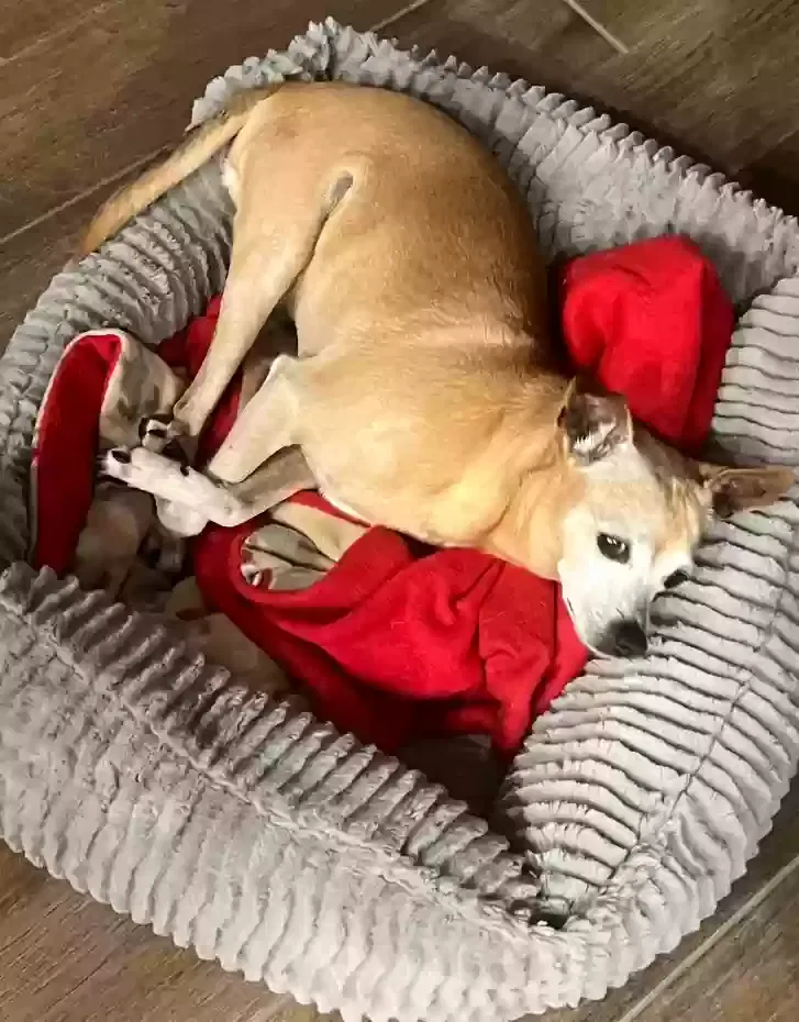 Lost dog in Houston, TX, 77014