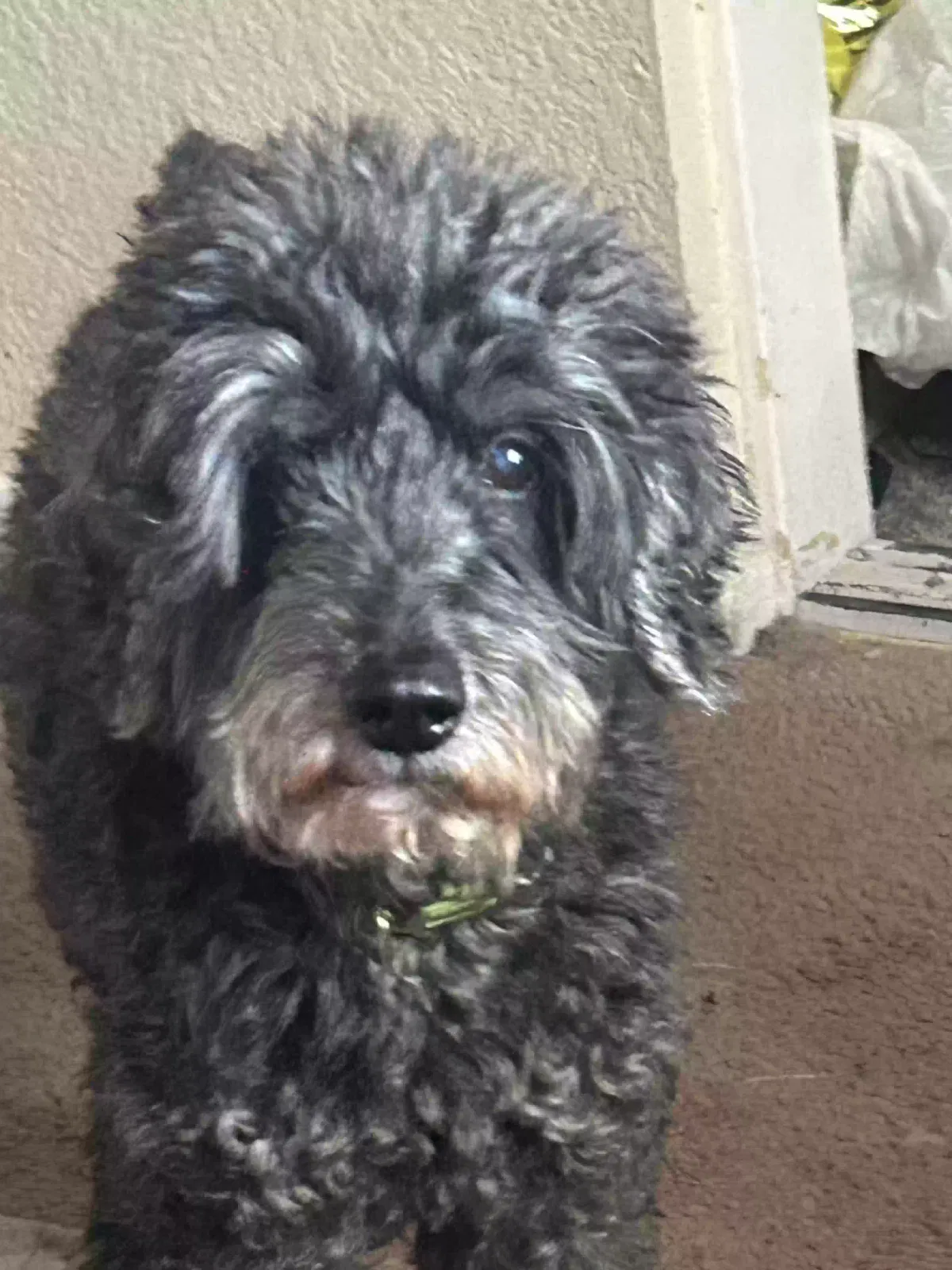 Lost dog in Victorville, CA, 92394