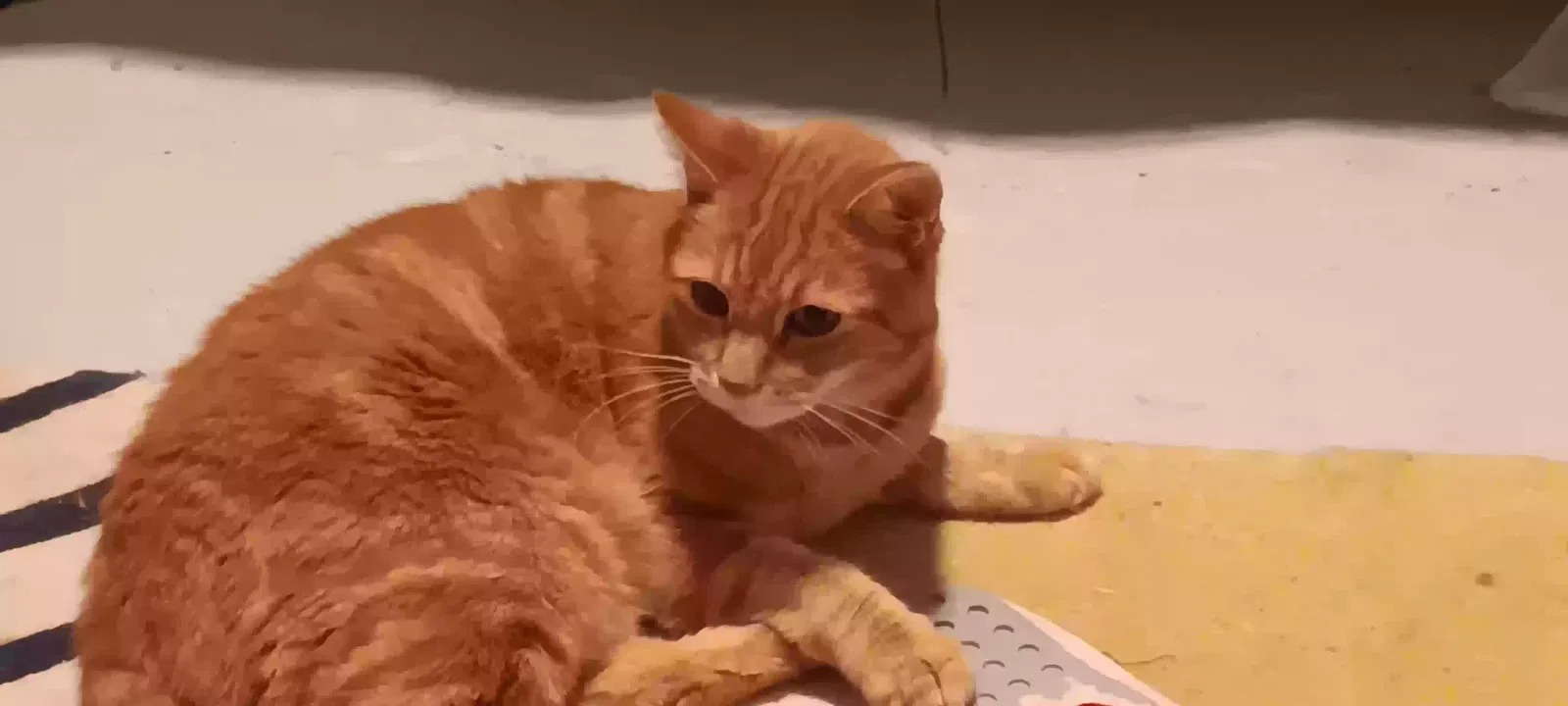 Lost cat in Martinez, CA, 94553