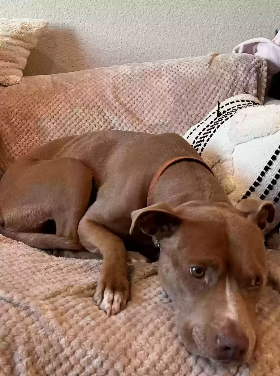 Lost dog in Lodi, CA, 95242