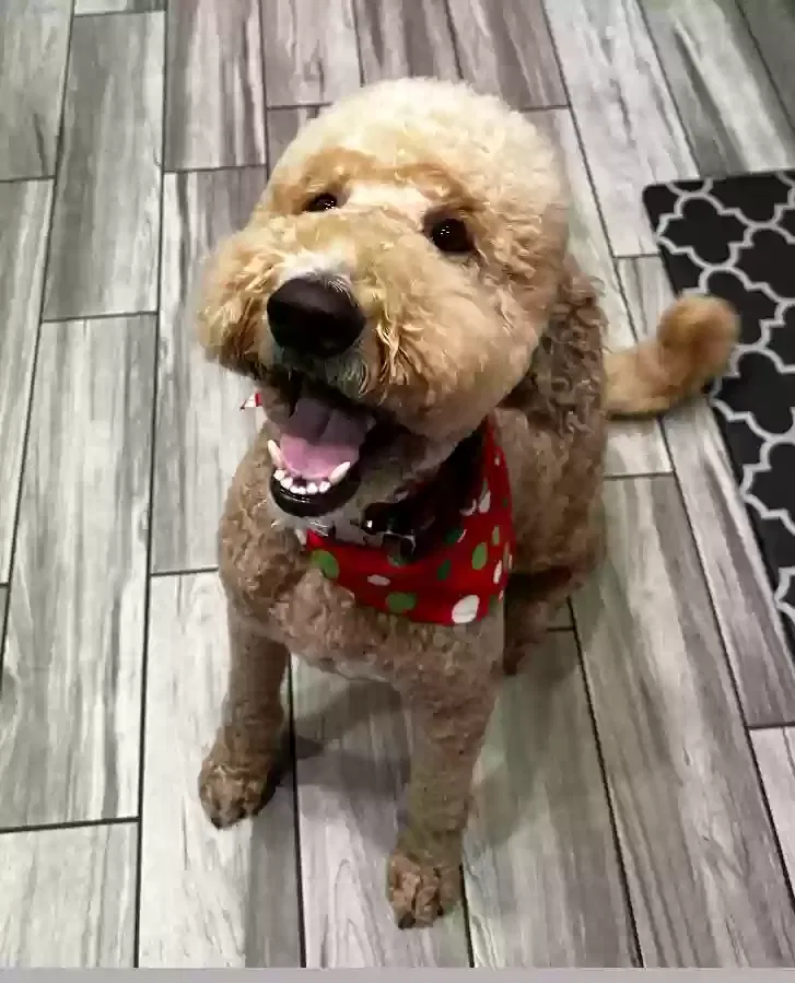 Lost dog in Victorville, CA, 92395