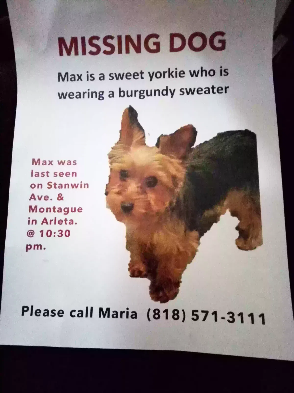 Lost dog in Pacoima, CA, 91331