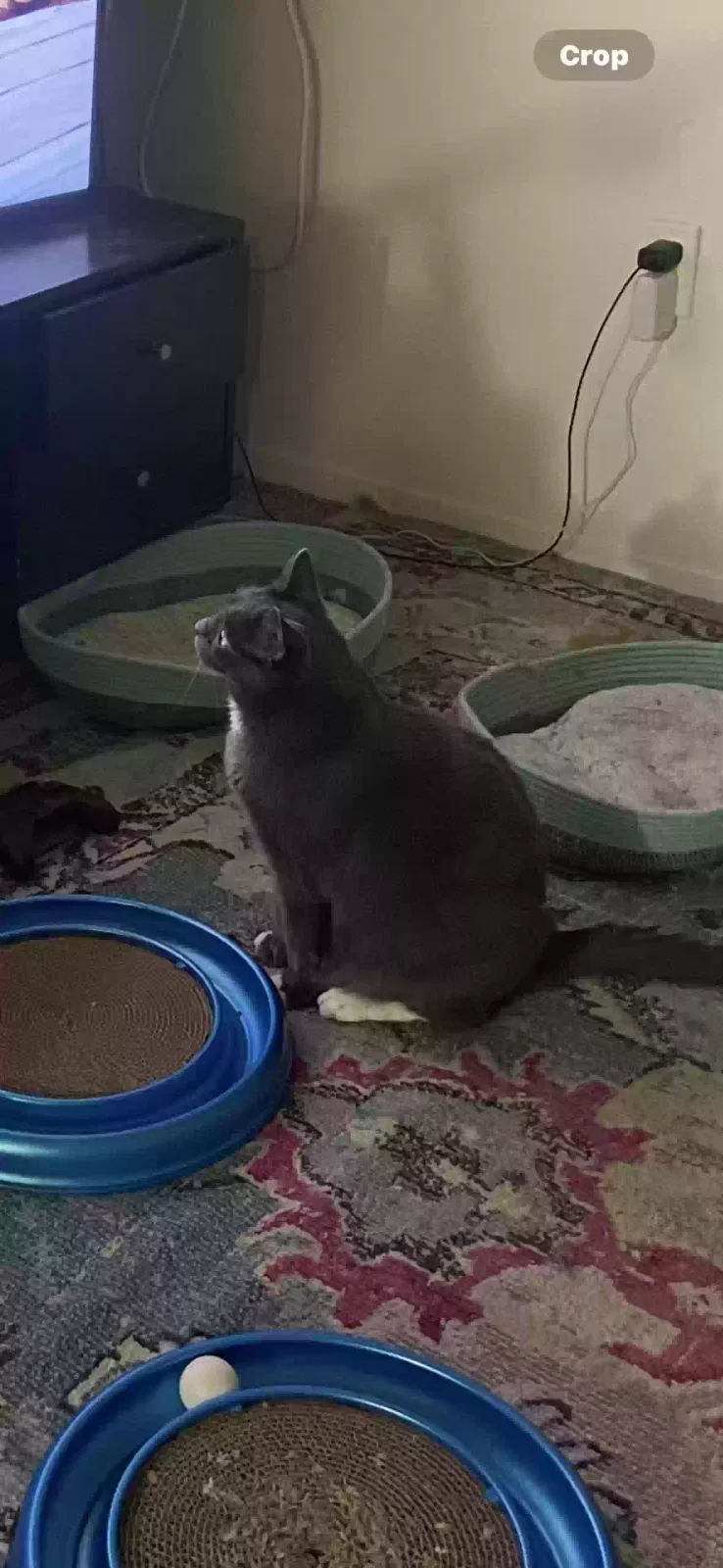 Lost cat in Salt Lake City, UT, 84103