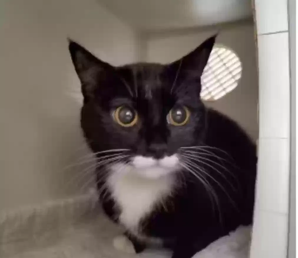 Lost cat in Oceanside, CA, 92056