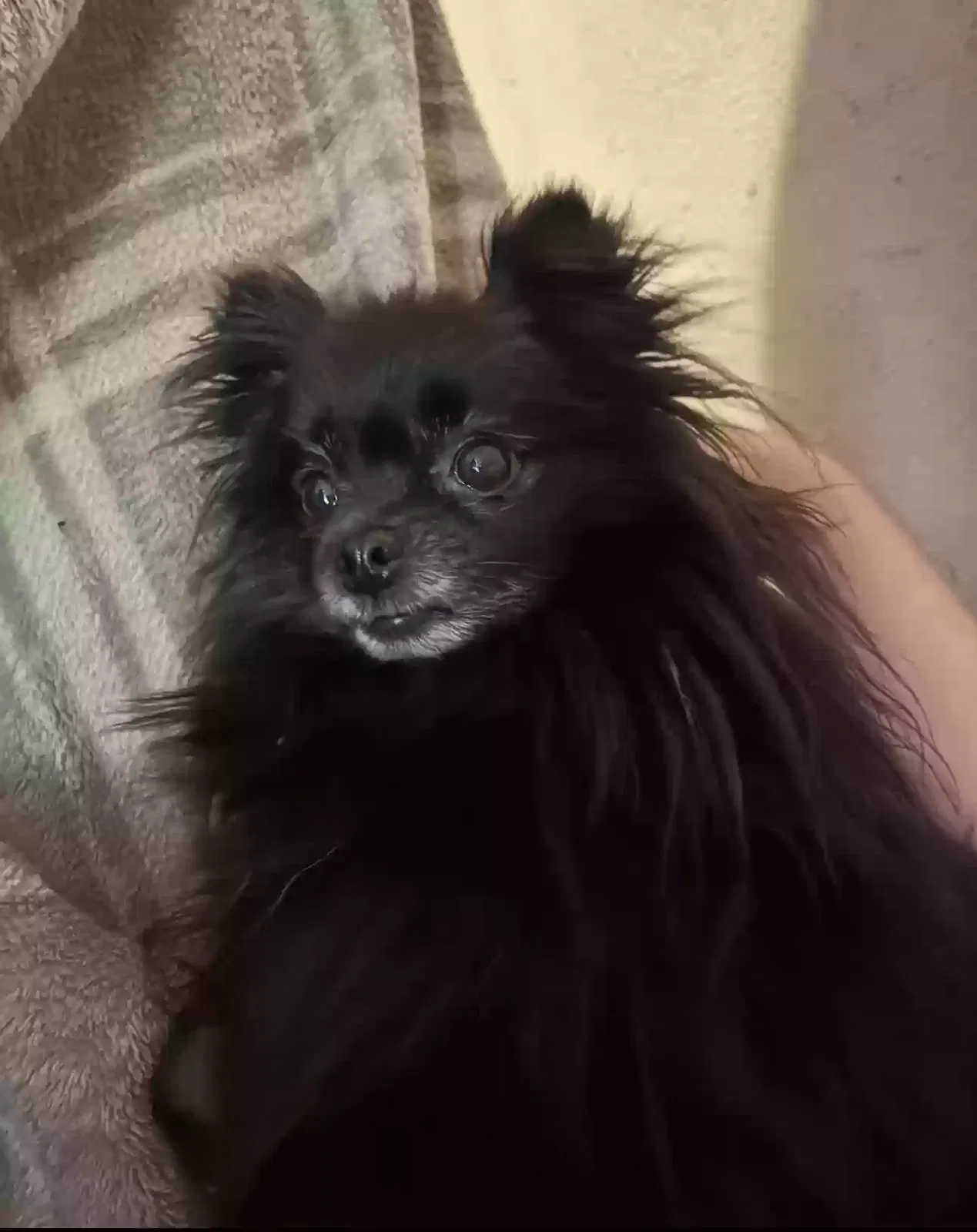 Lost dog in Katy, TX, 77450