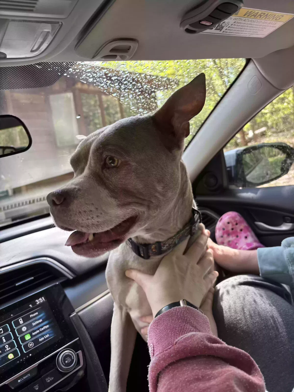 Found dog in Kennesaw, GA, 30152