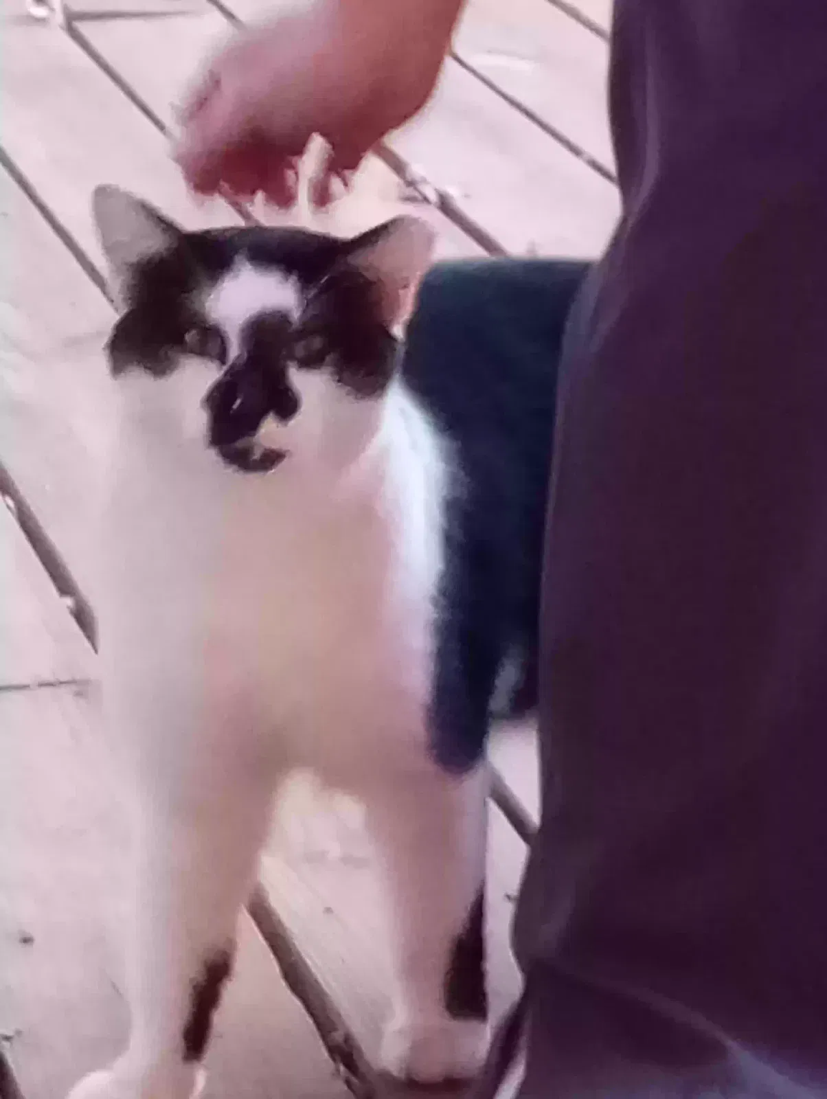Lost cat in Lawrenceville, GA, 30044