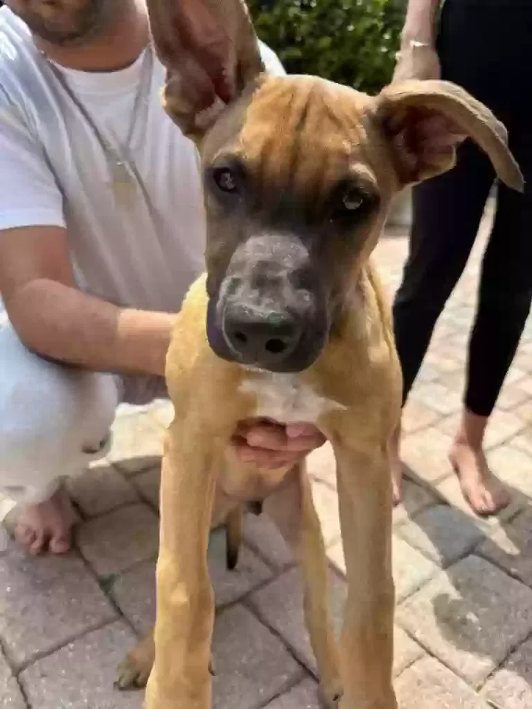 Lost dog in West Palm Beach, FL, 33411