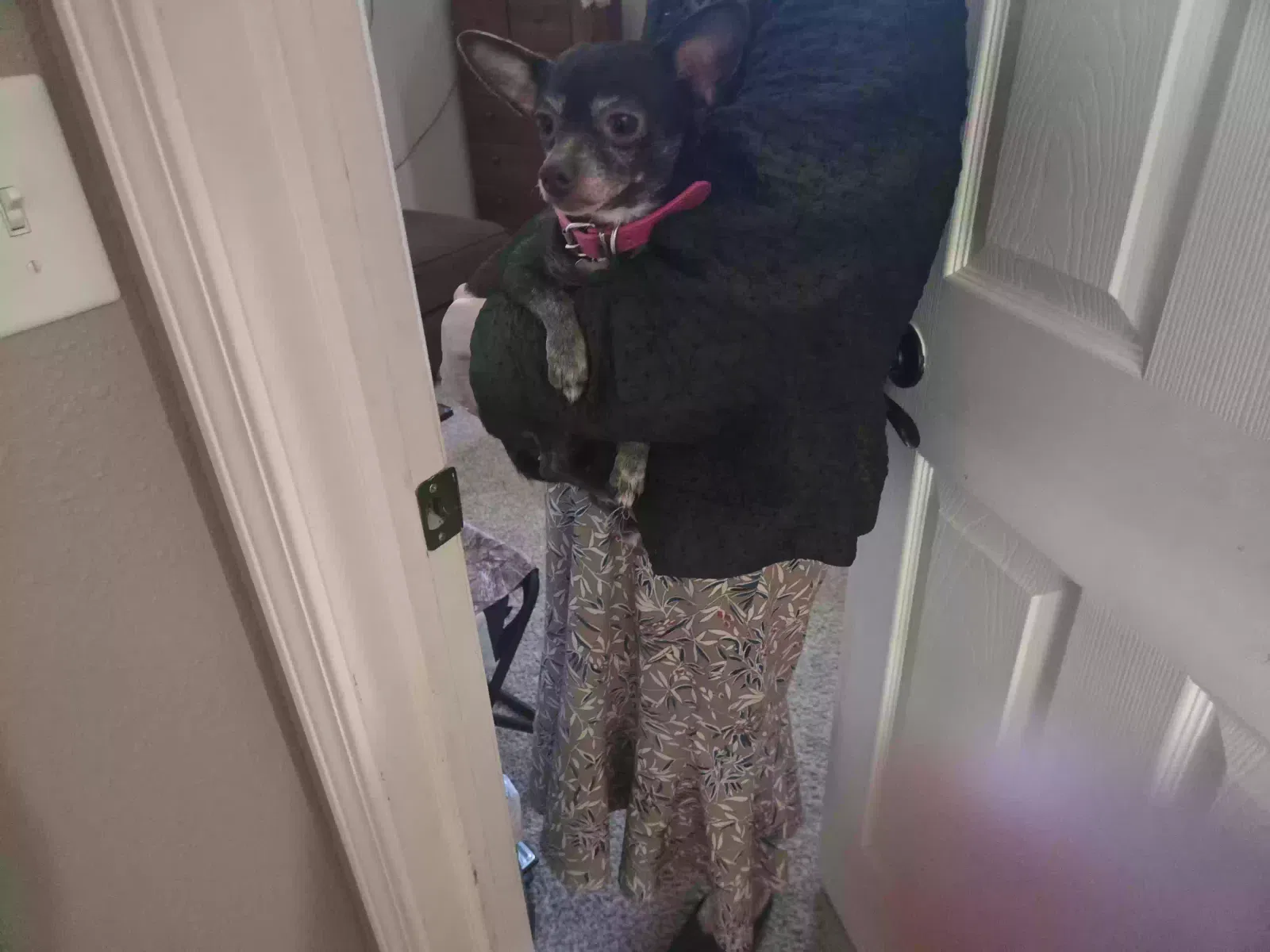 Found dog in Strafford, MO, 65757