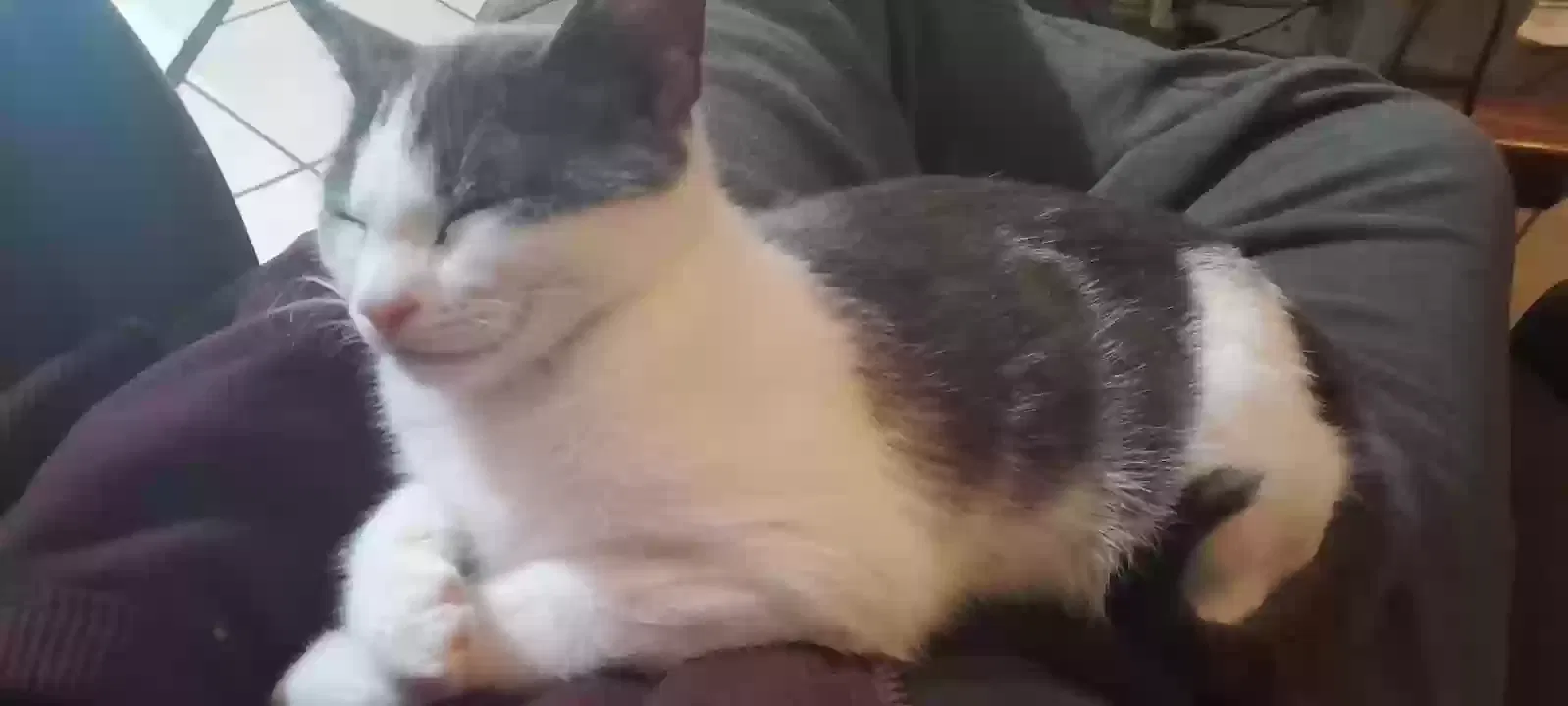Lost cat in Ocoee, FL, 34761