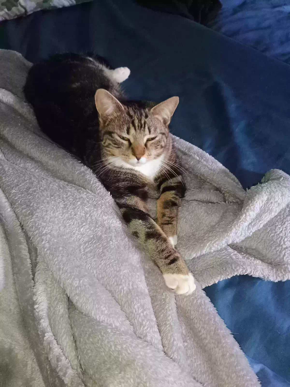 Lost cat in Bryson City, NC, 28713