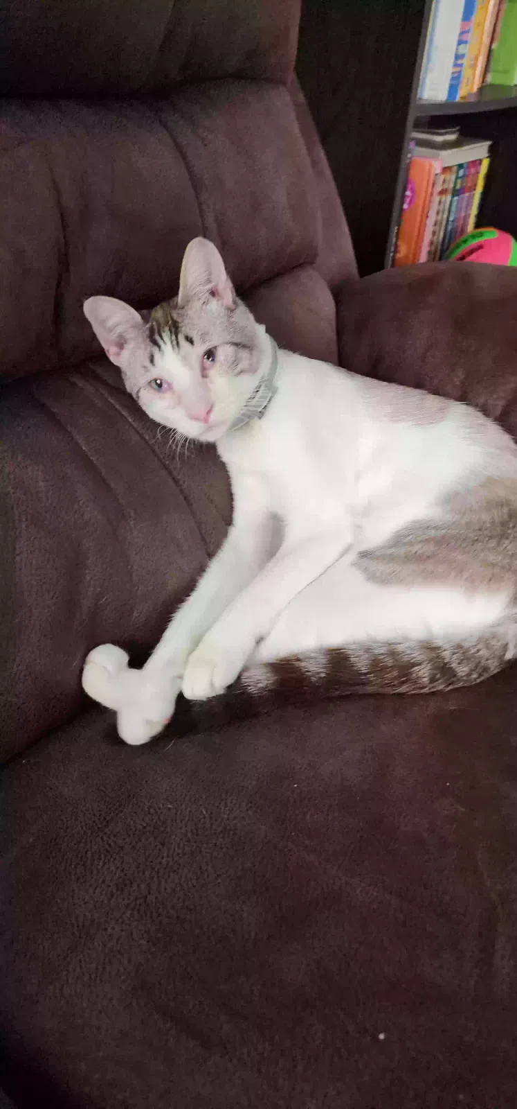 Lost cat in Lawndale, CA, 90260