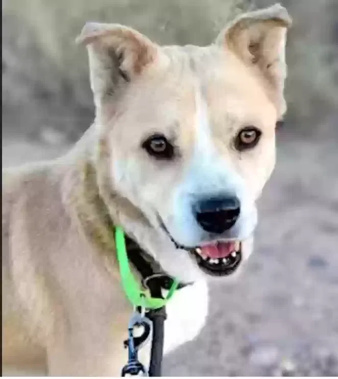 Lost dog in Tucson, AZ, 85743