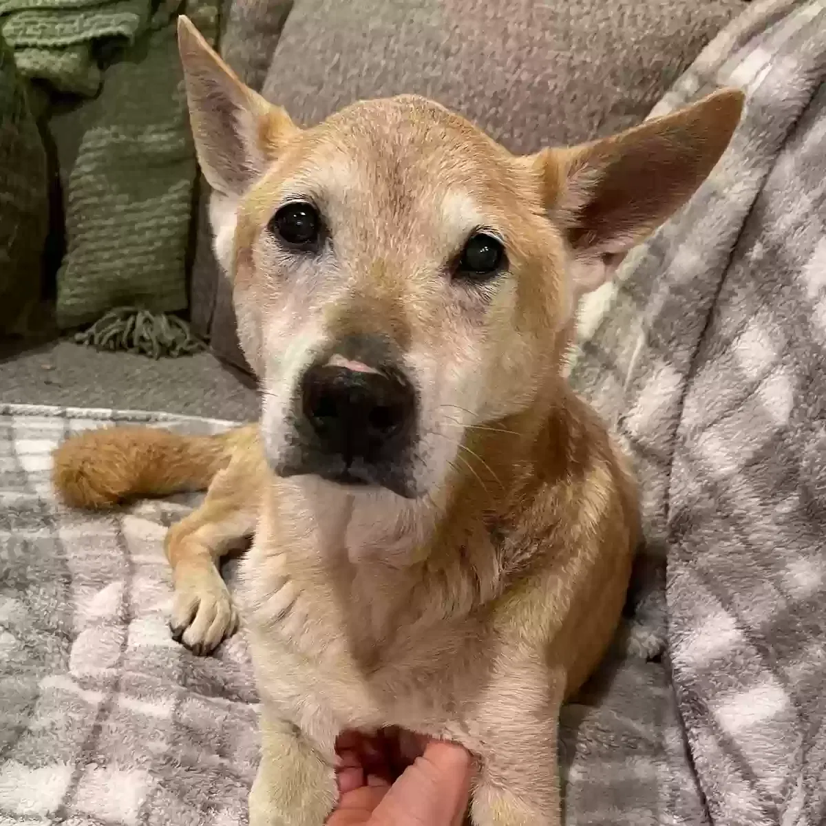 Lost dog in Colleyville, TX, 76034