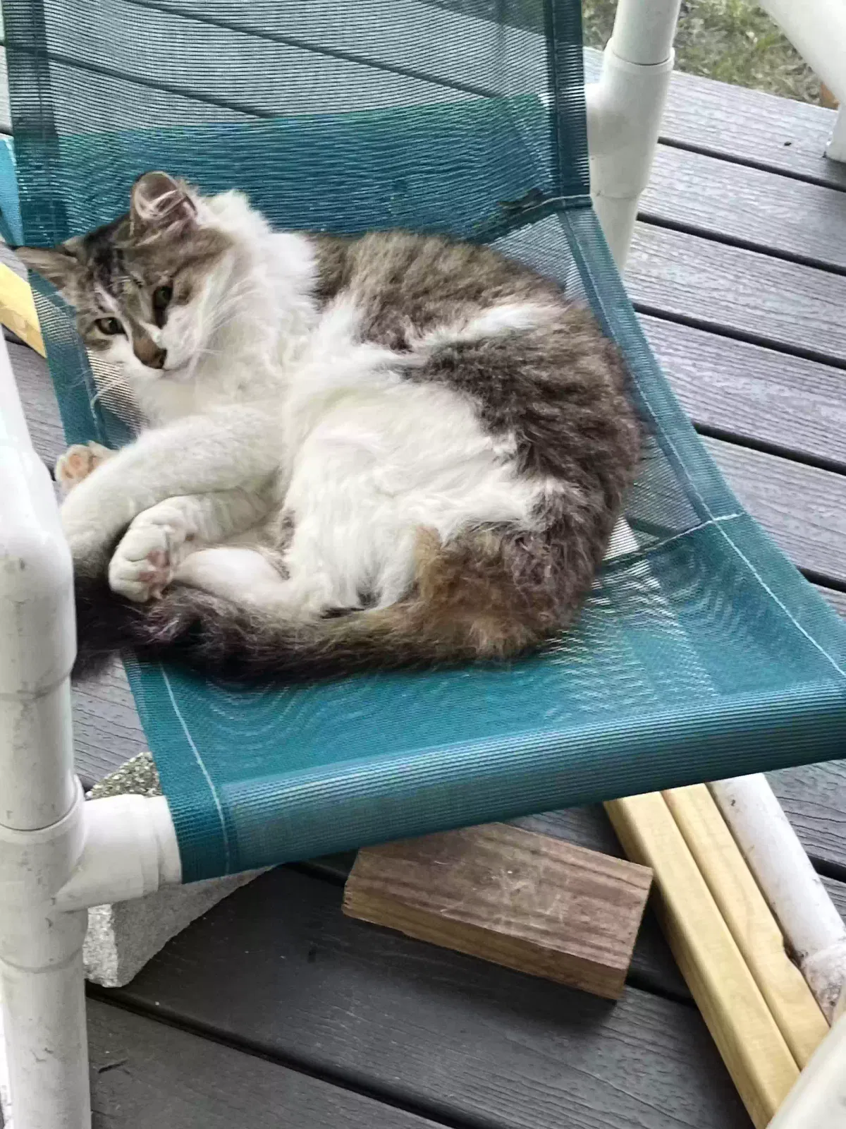 Lost cat in Plant City, FL, 33565
