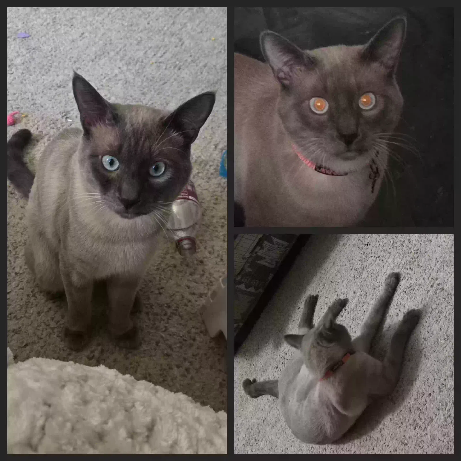 Lost cat in Los Lunas, NM, 87031
