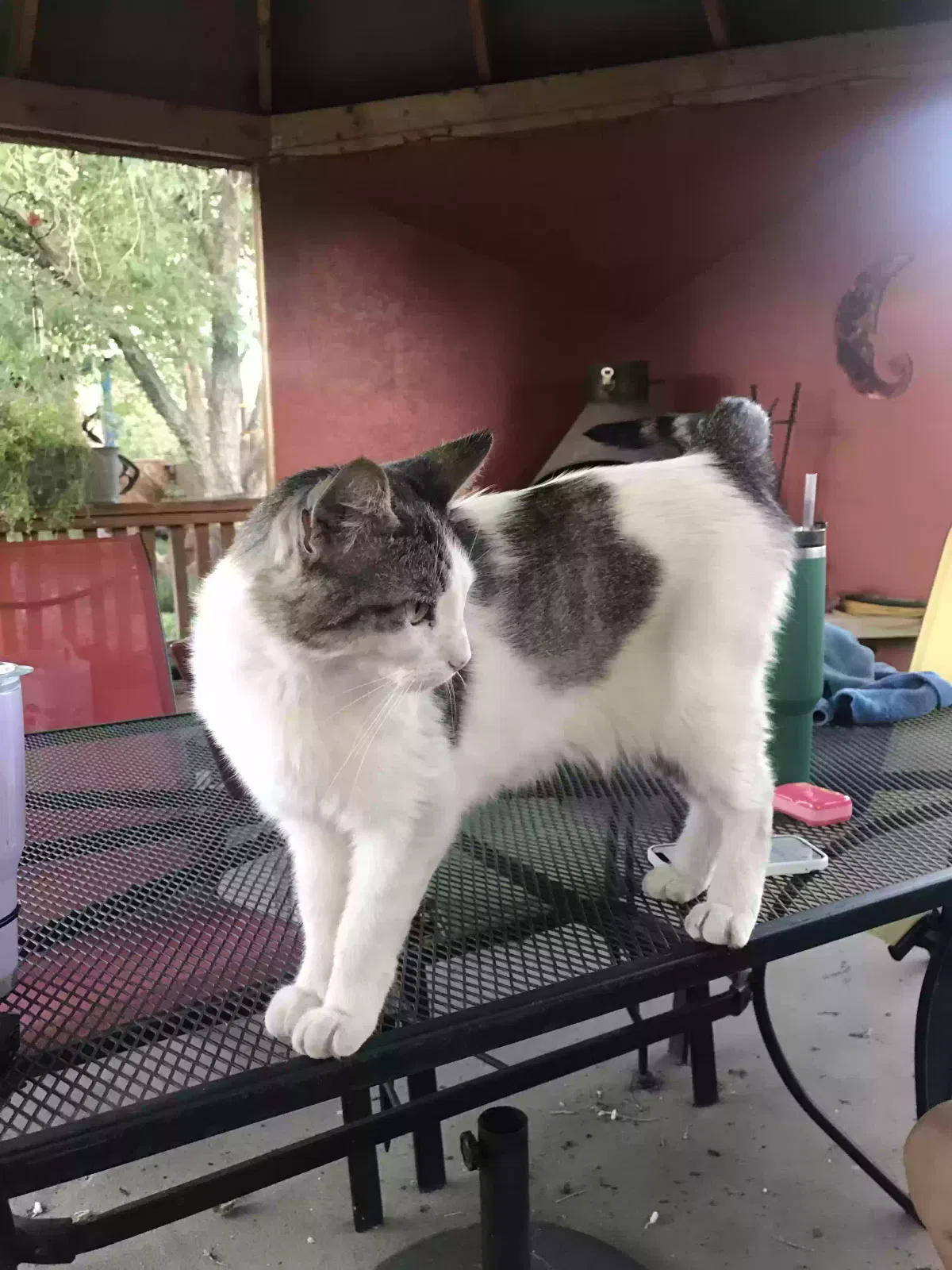 Lost cat in Albuquerque, NM, 87123