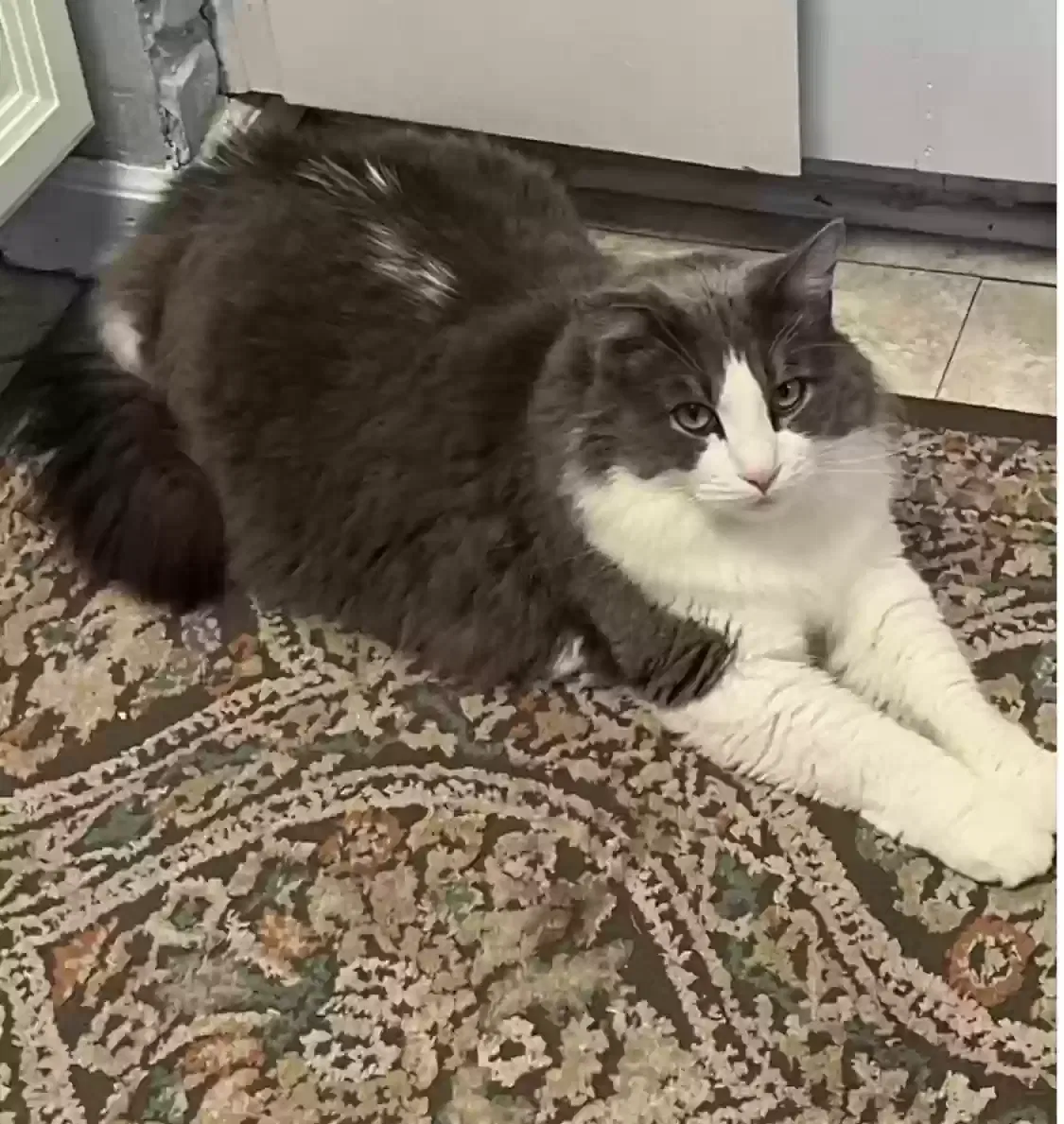Lost cat in Warsaw, NC, 28398
