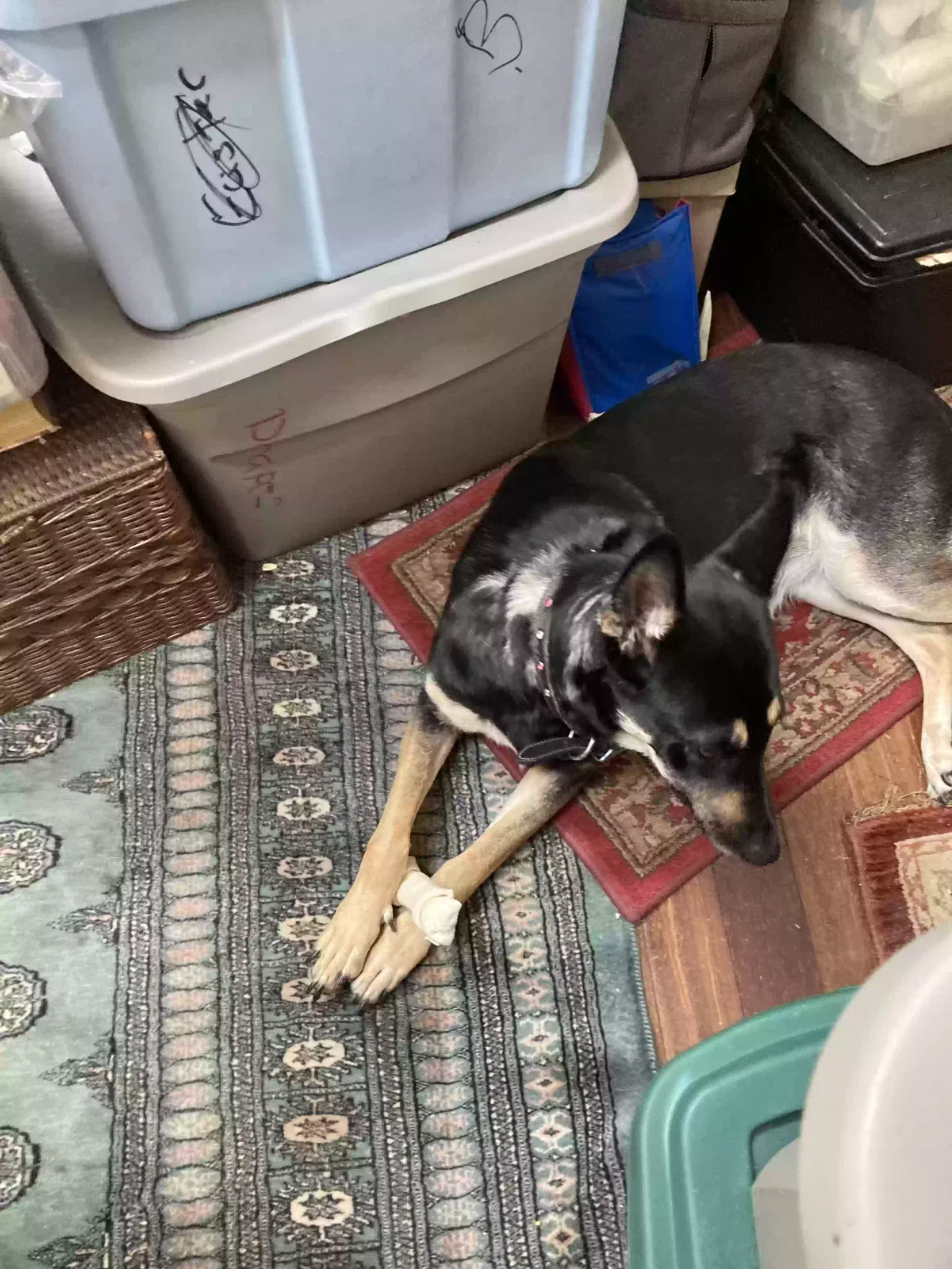 Lost dog in Oxnard, CA, 93035