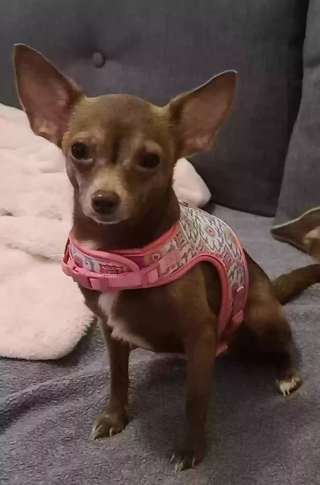 Lost dog in Orlando, FL, 32811