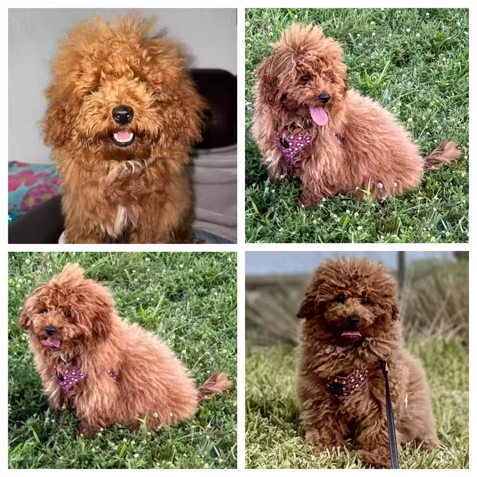Lost dog in Miami, FL, 33172