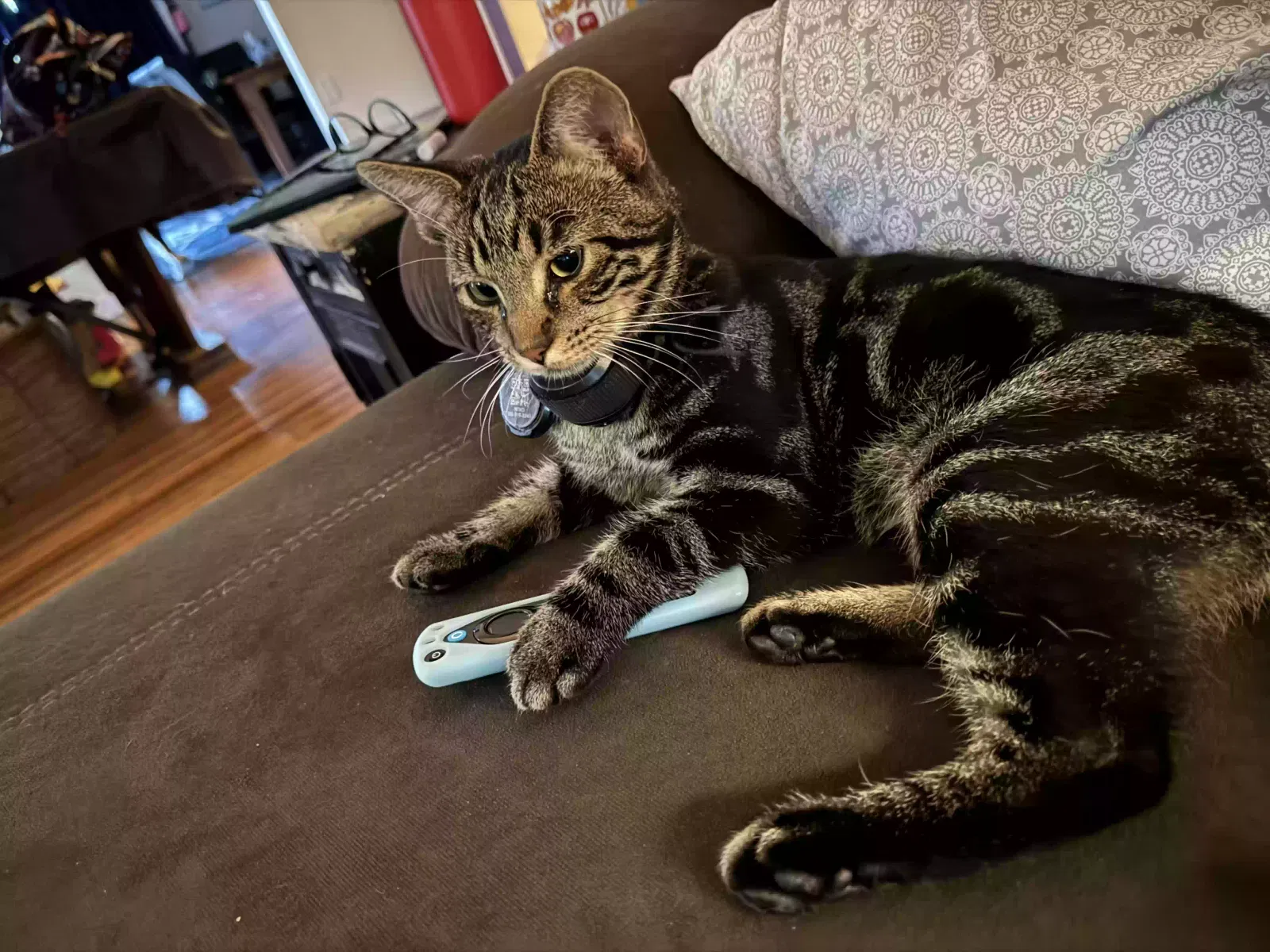 Lost cat in Arvada, CO, 80005