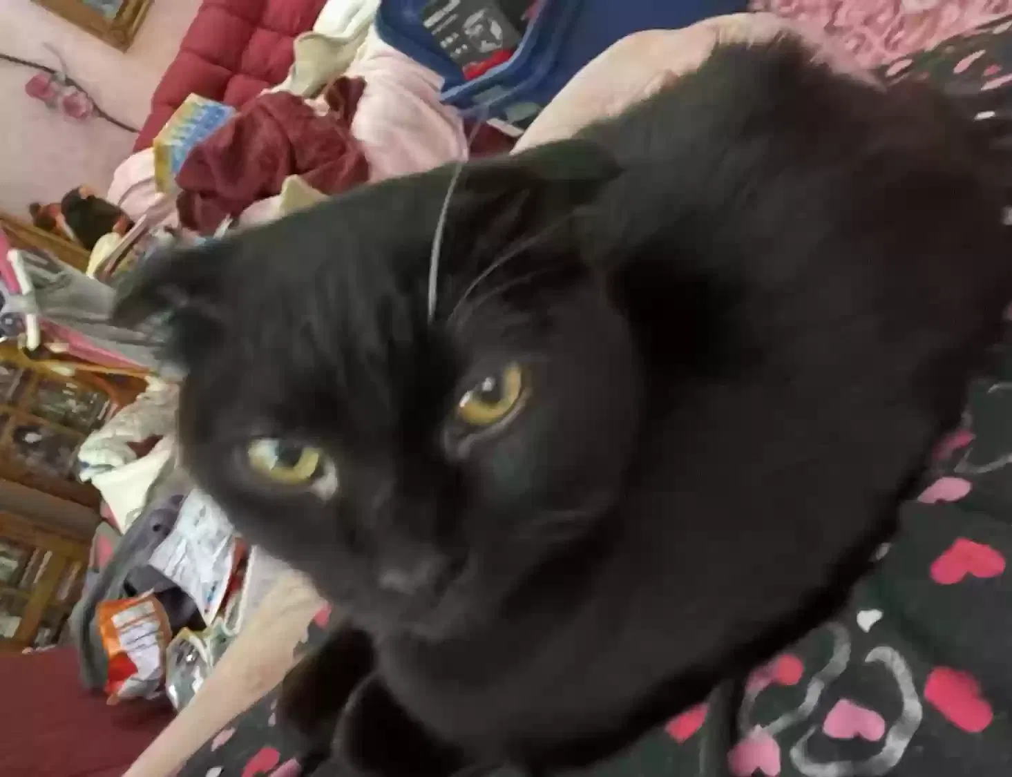 Lost cat in Anderson, SC, 29621