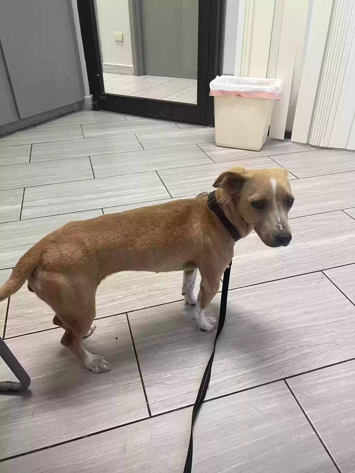 Lost dog in Houston, TX, 77083
