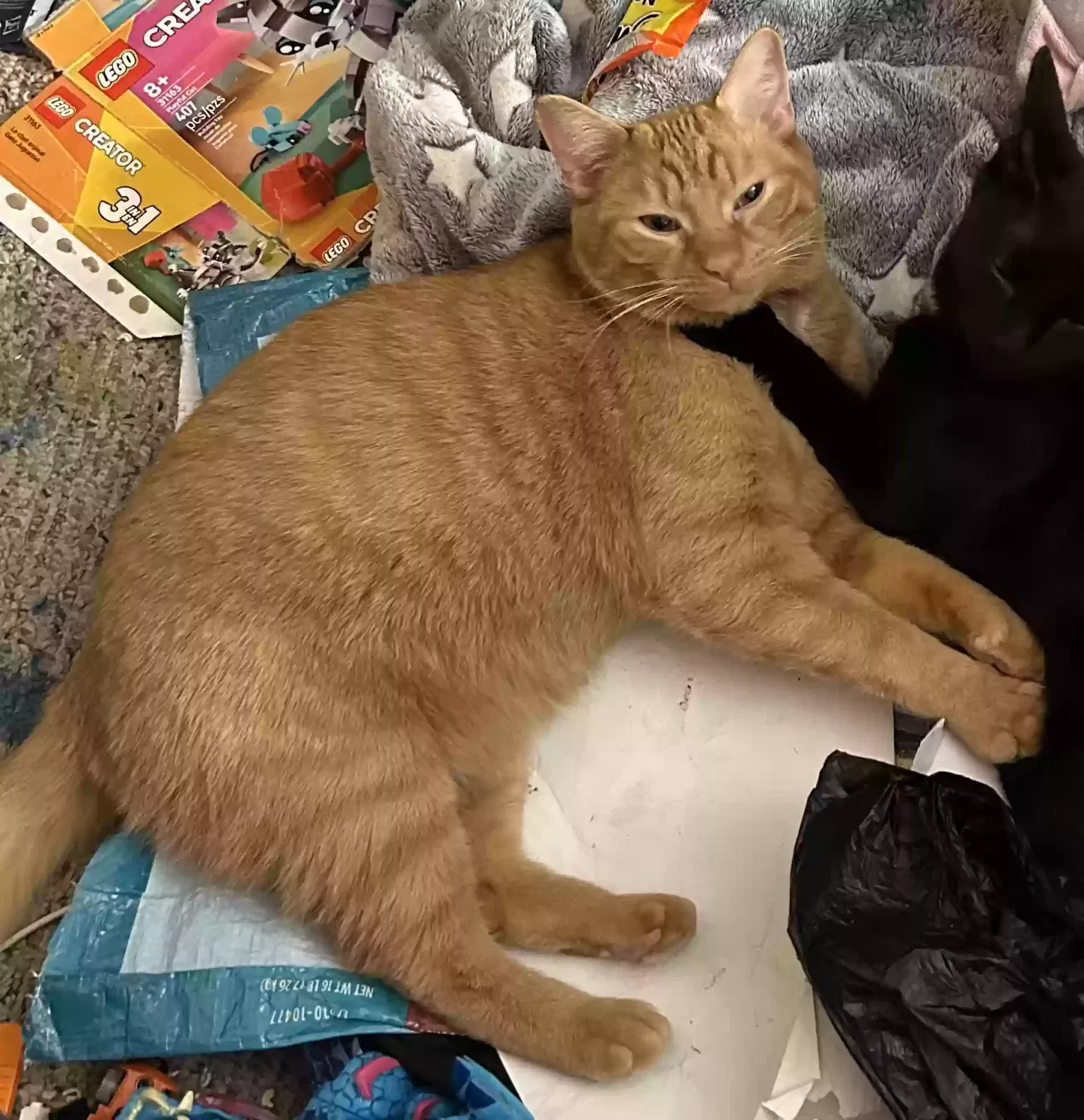 Lost cat in Pontiac, MI, 48340