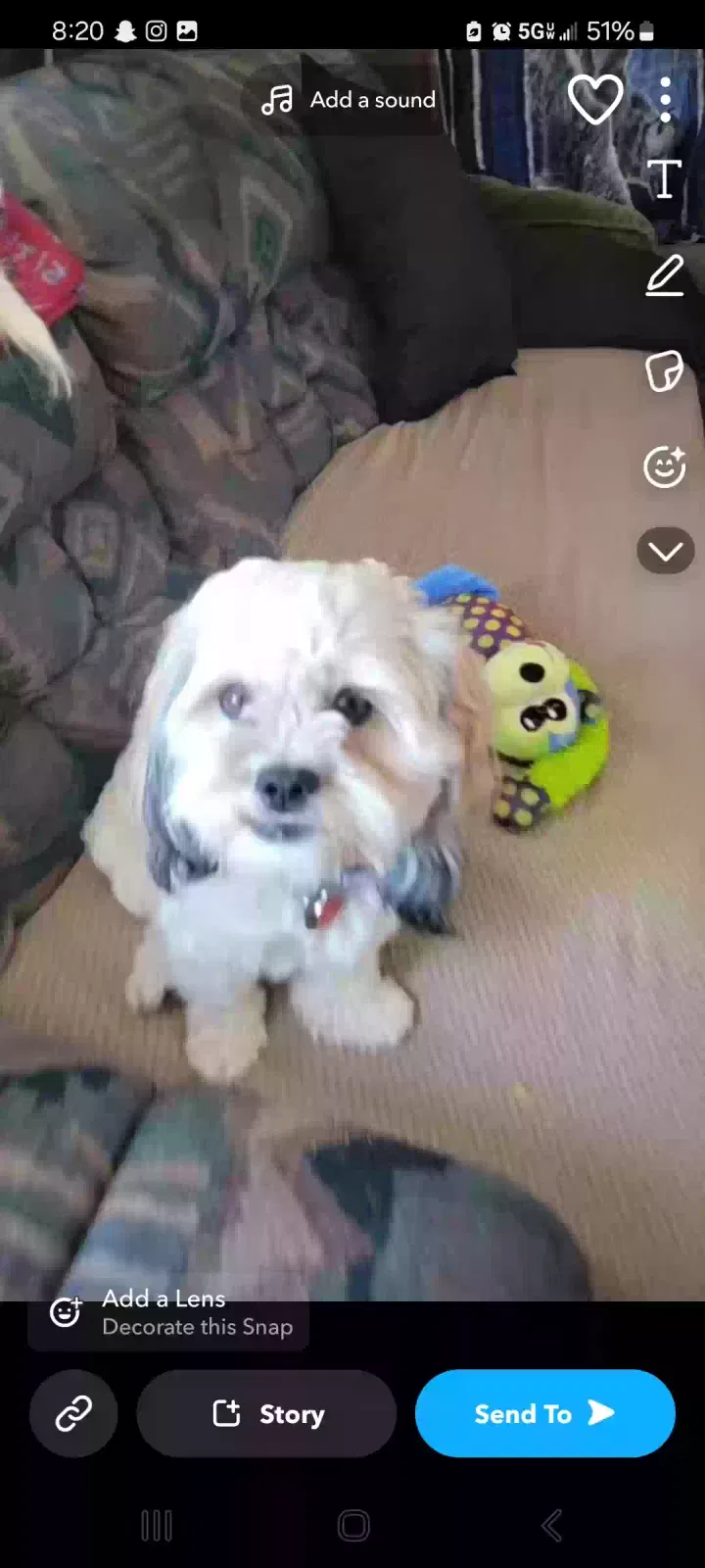 Lost dog in Reno, NV, 89521