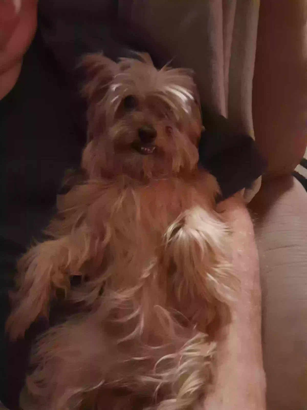Lost dog in Round Rock, TX, 78681