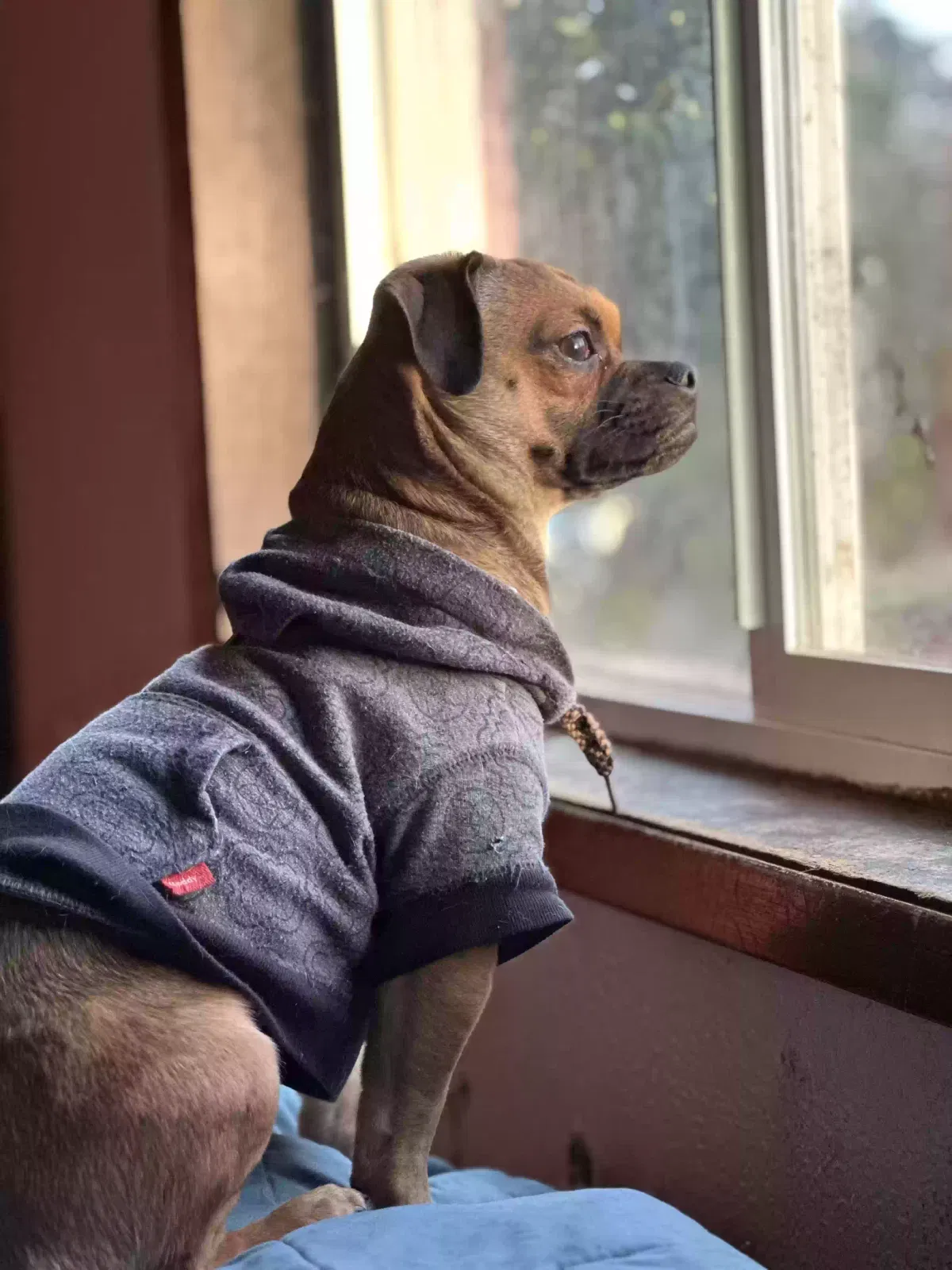 Lost dog in Eugene, OR, 97401