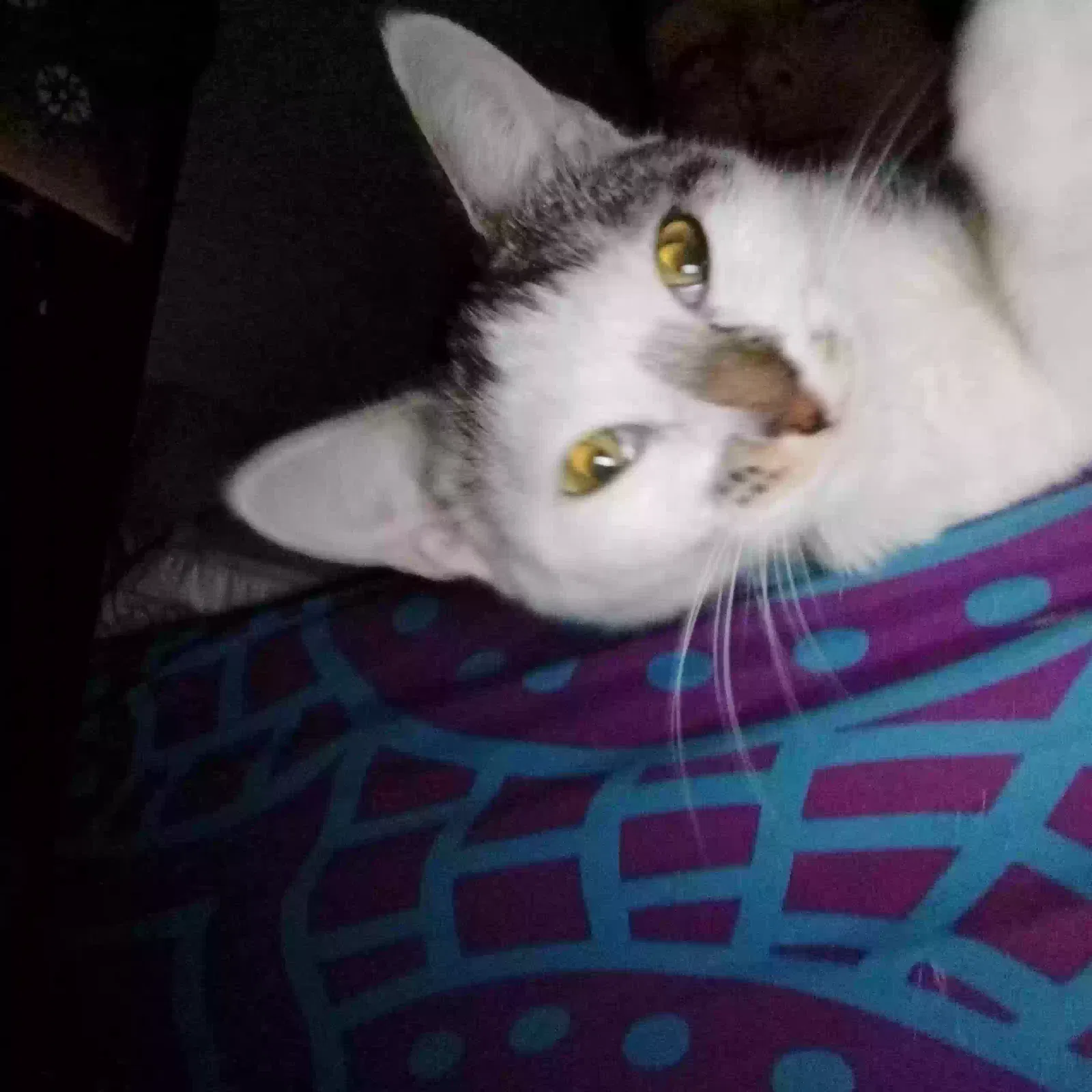Lost cat in Holiday, FL, 34691