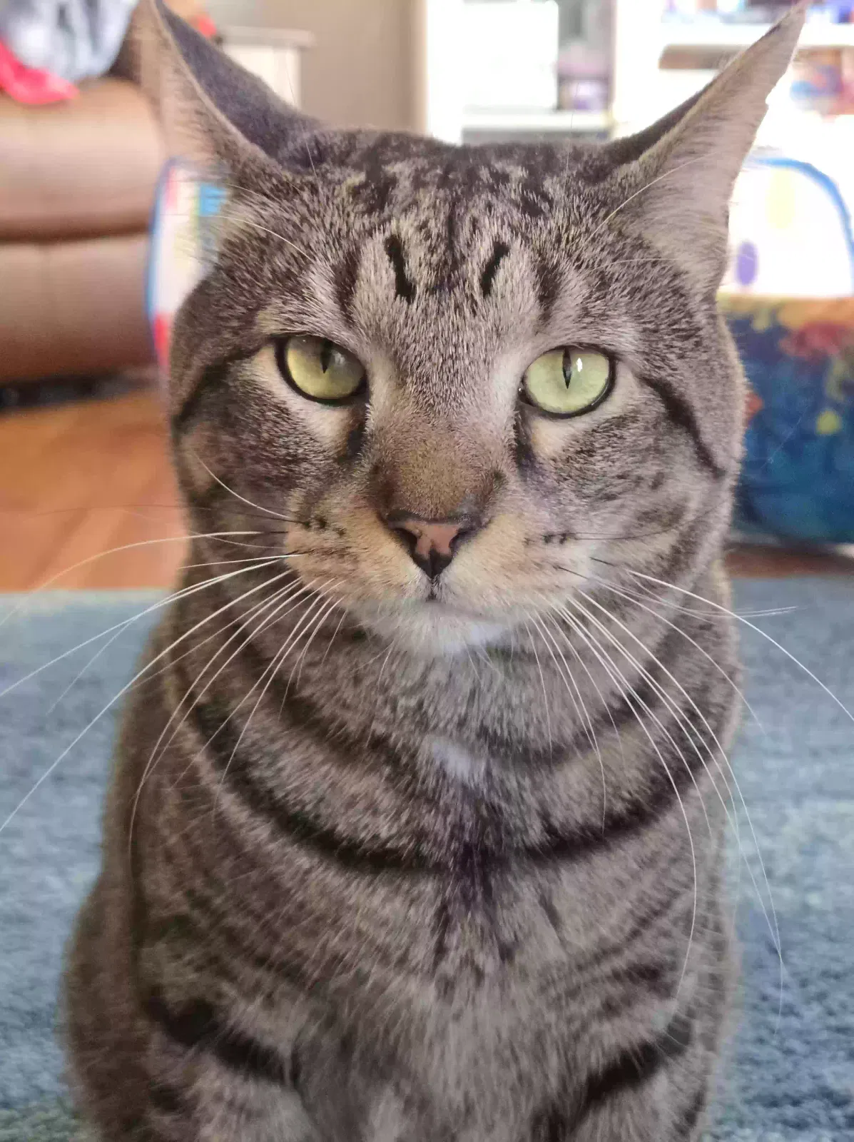Lost cat in Deerfield, IL, 60015