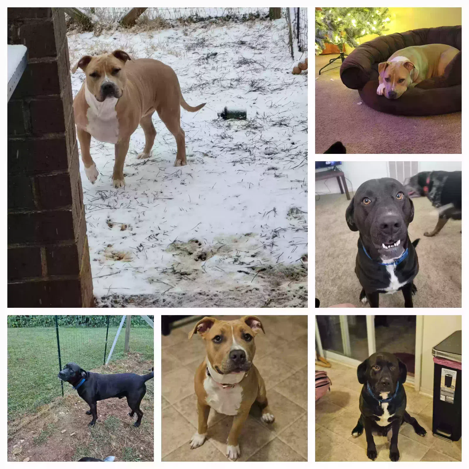 Lost dog in Rutherfordton, NC, 28139