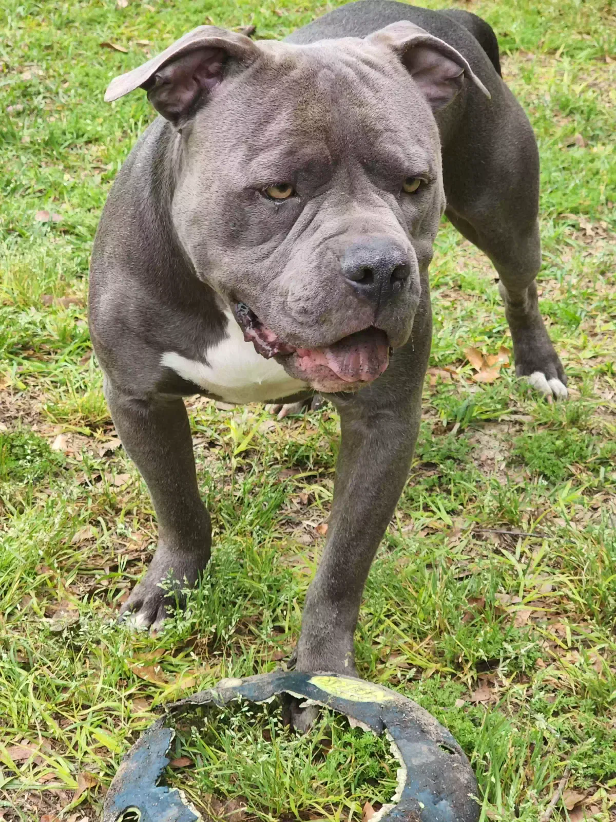 Lost dog in Bainbridge, GA, 39819