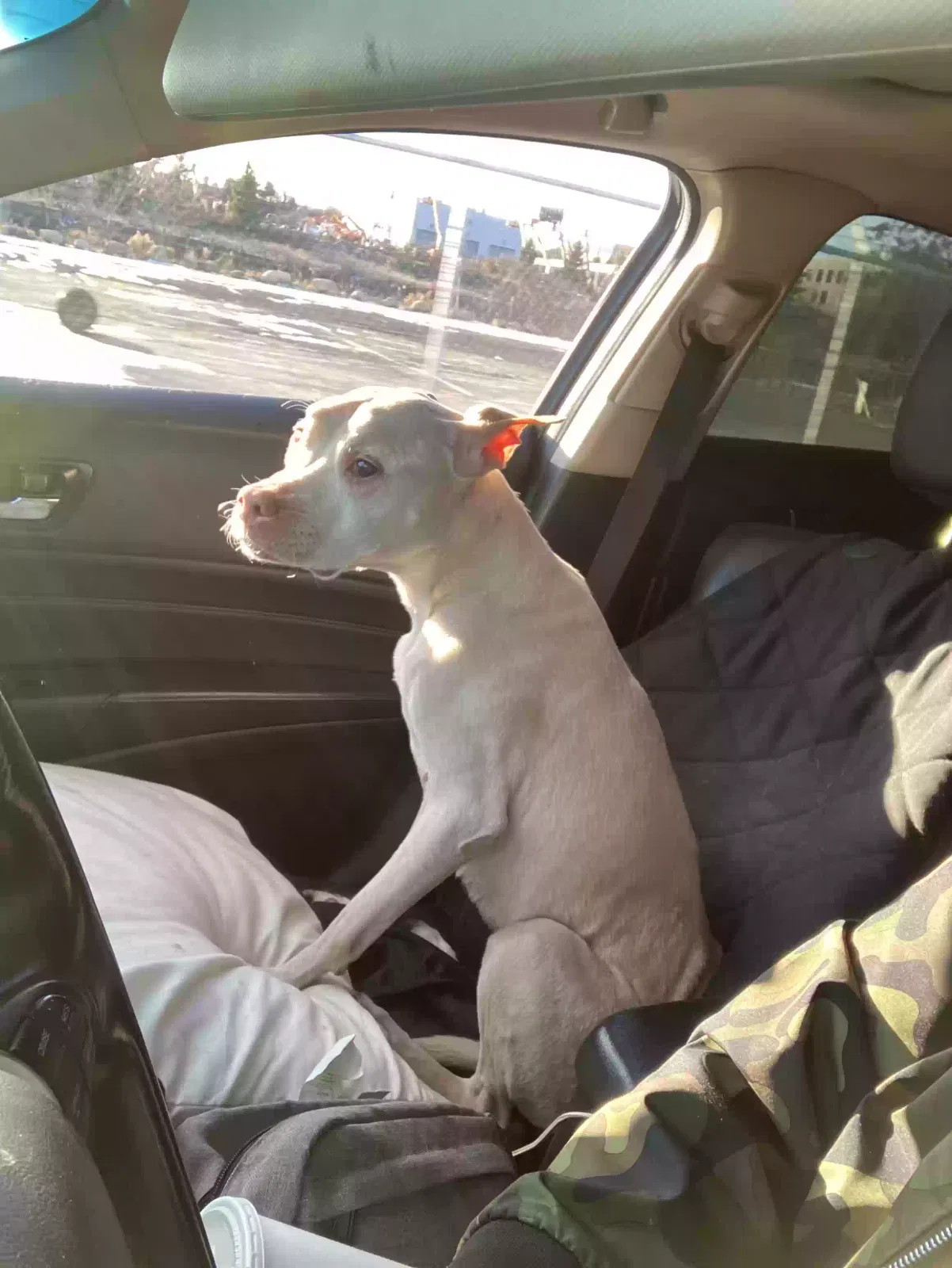 Lost dog in Waterbury, CT, 6702