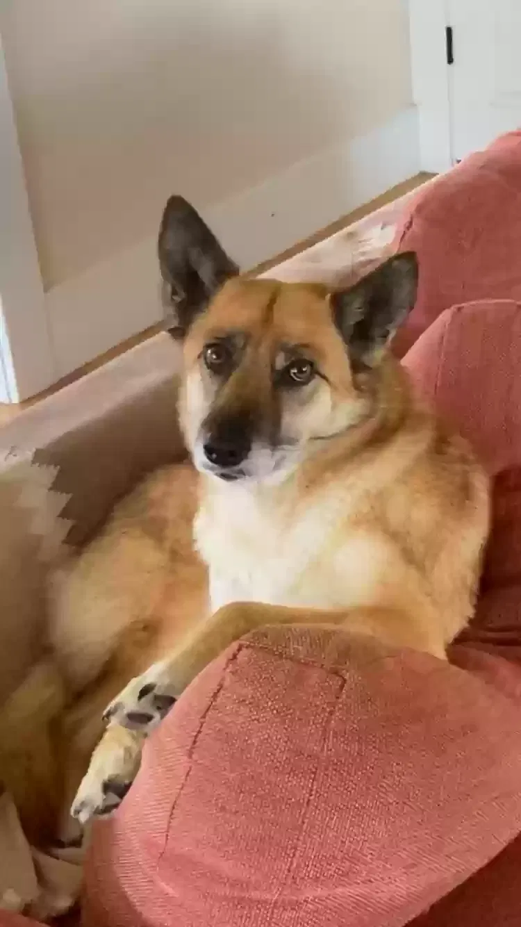 Lost dog in San Francisco, CA, 94114