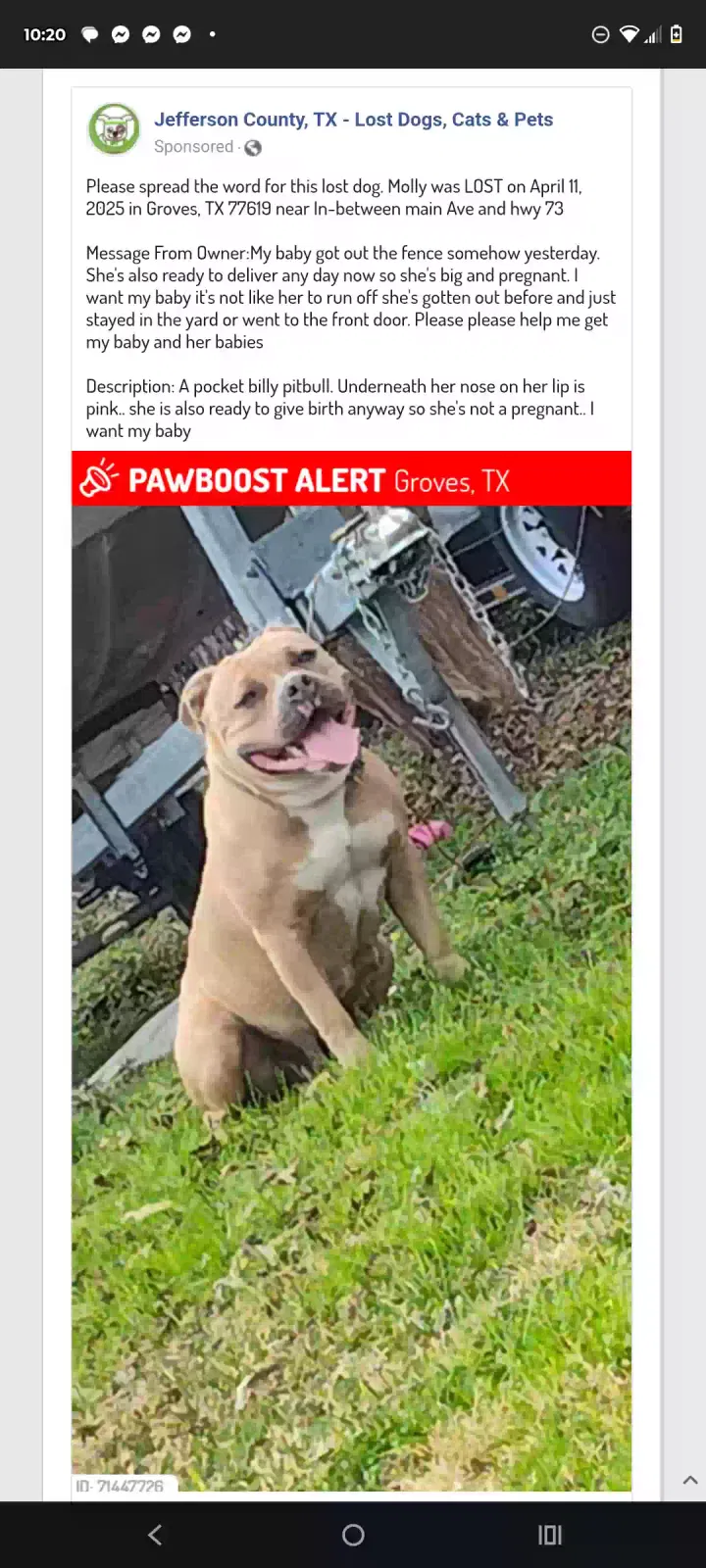 Lost dog in Groves, TX, 77619
