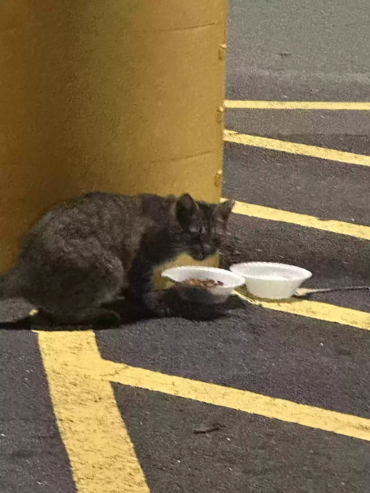 Found cat in Decatur, GA, 30035