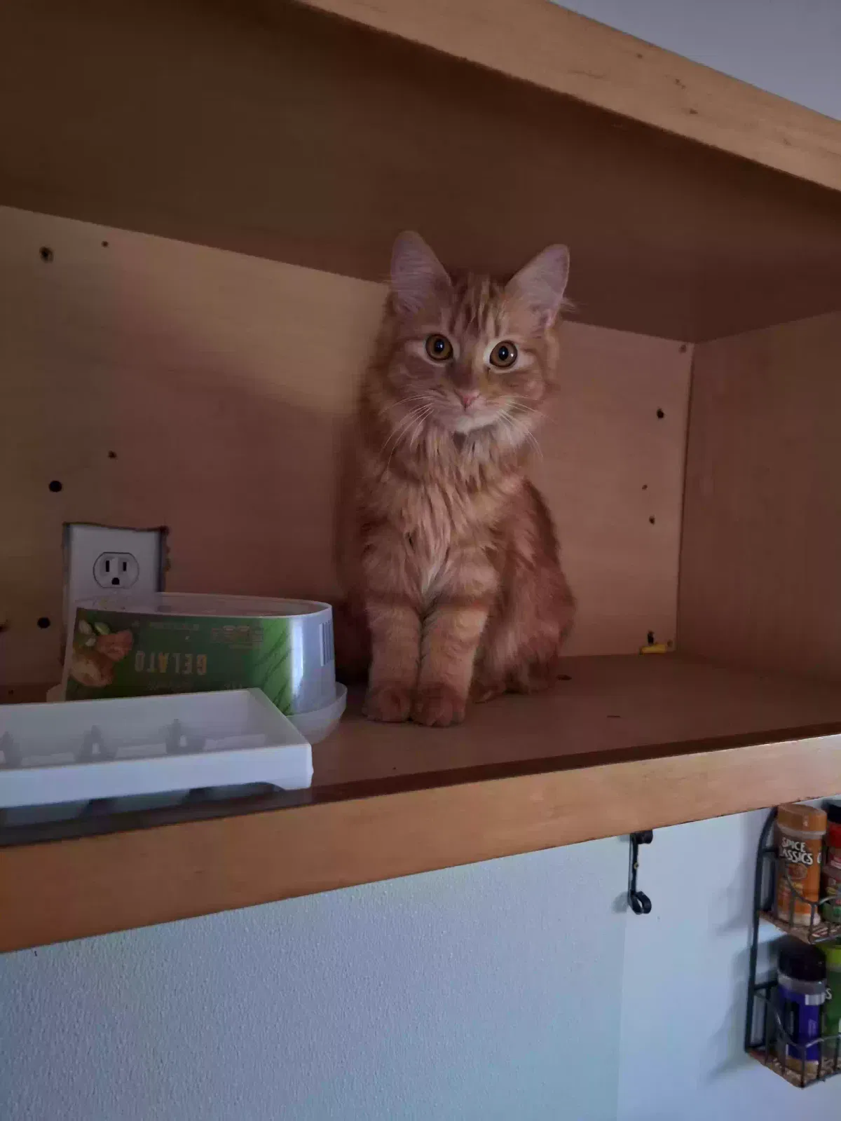 Lost cat in Cuyahoga Falls, OH, 44223