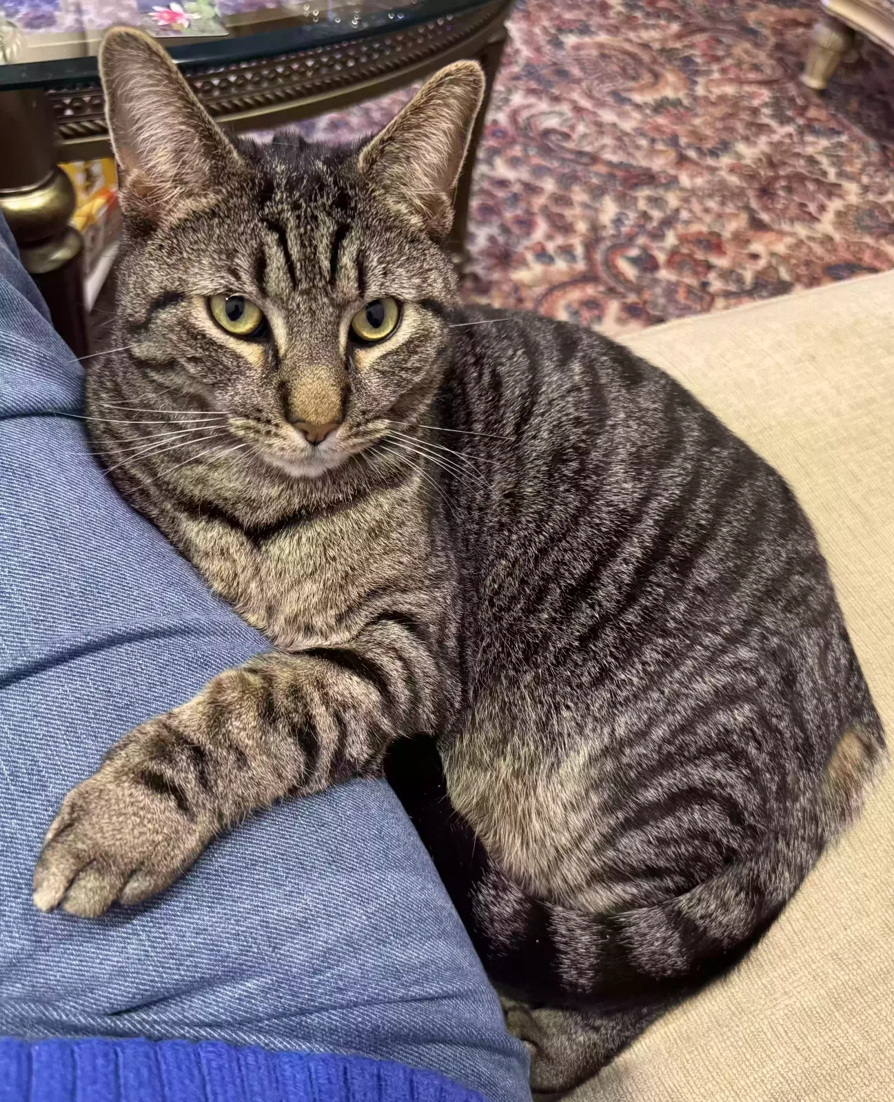 Lost cat in Whitehall, PA, 18052