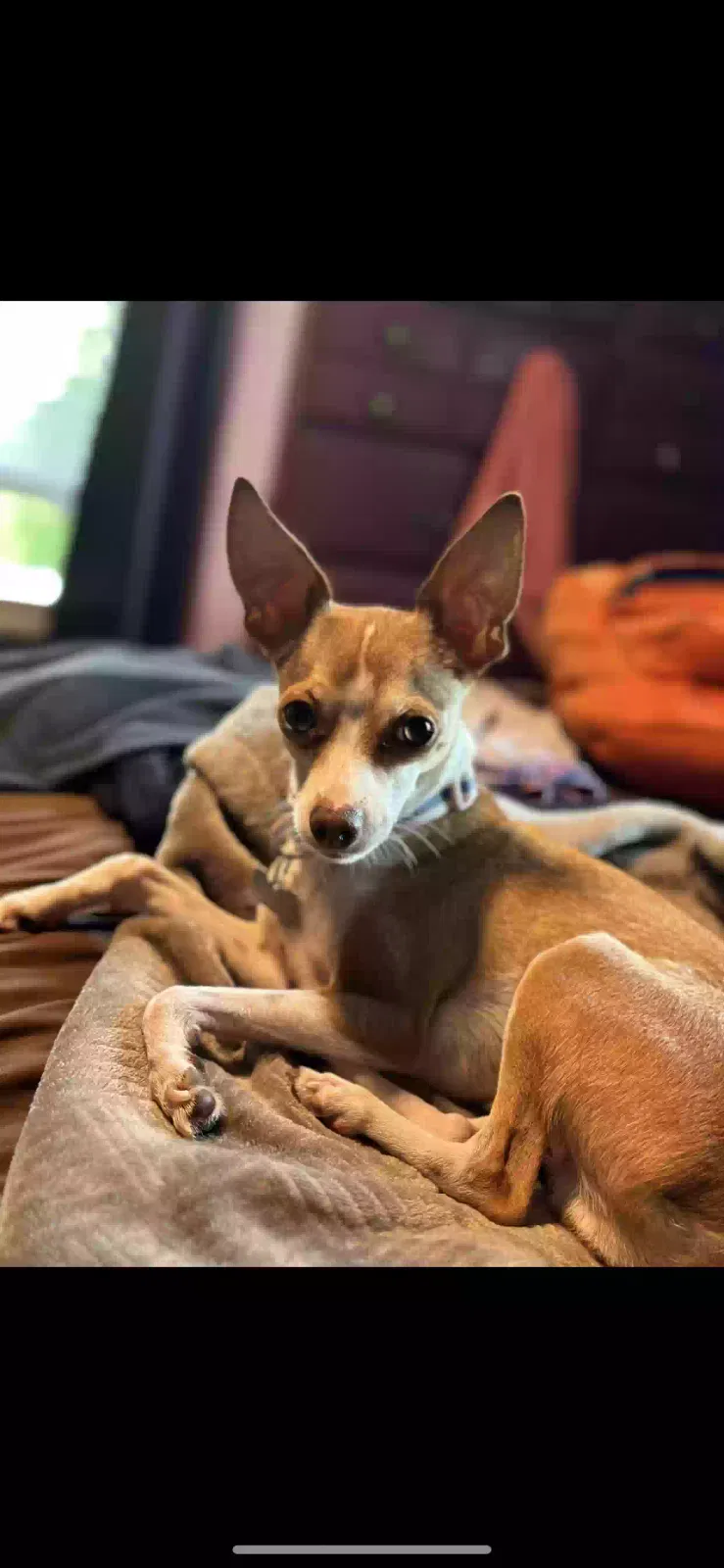 Lost dog in Highland, CA, 92346