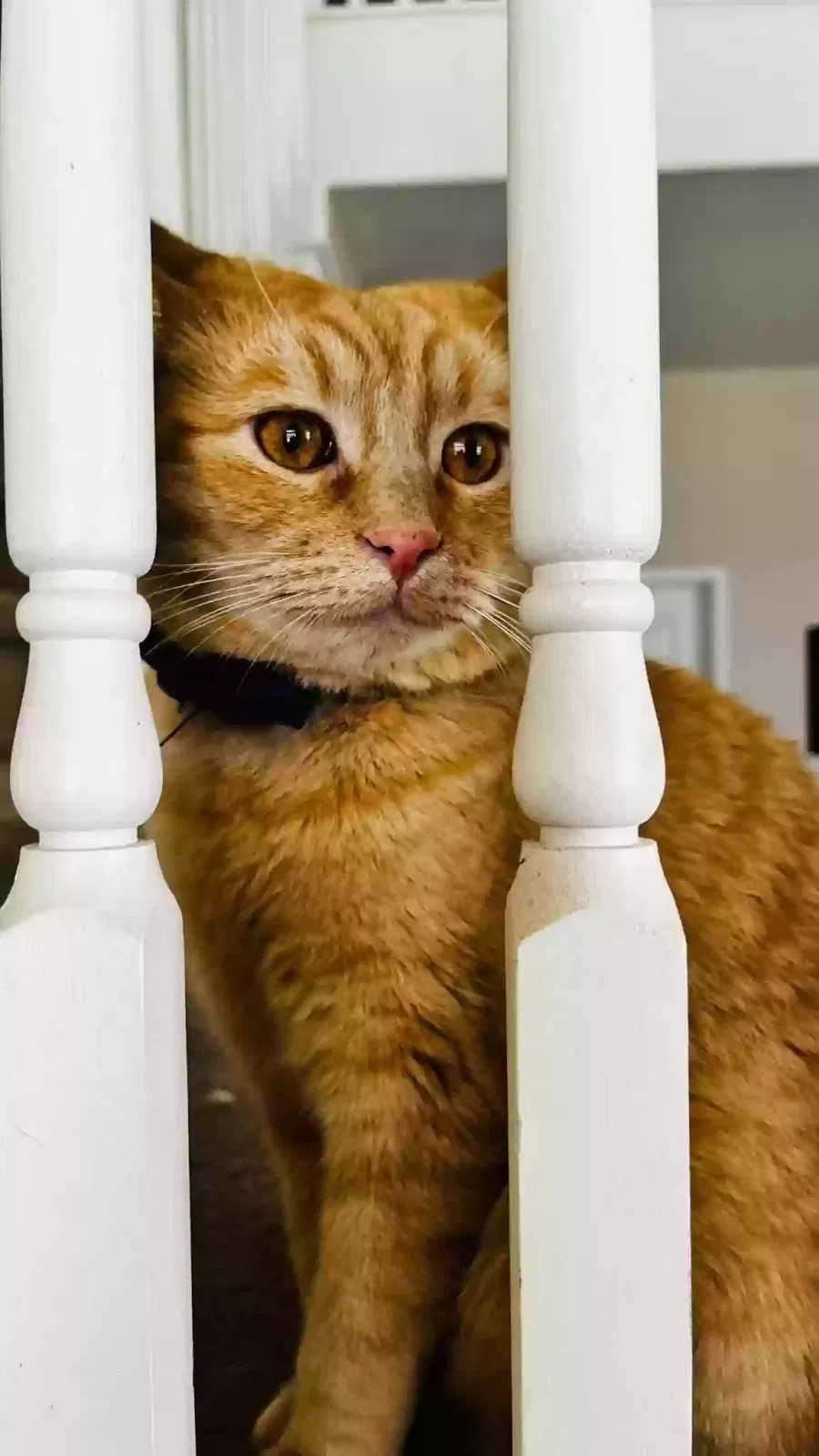 Lost cat in Hesperia, CA, 92344