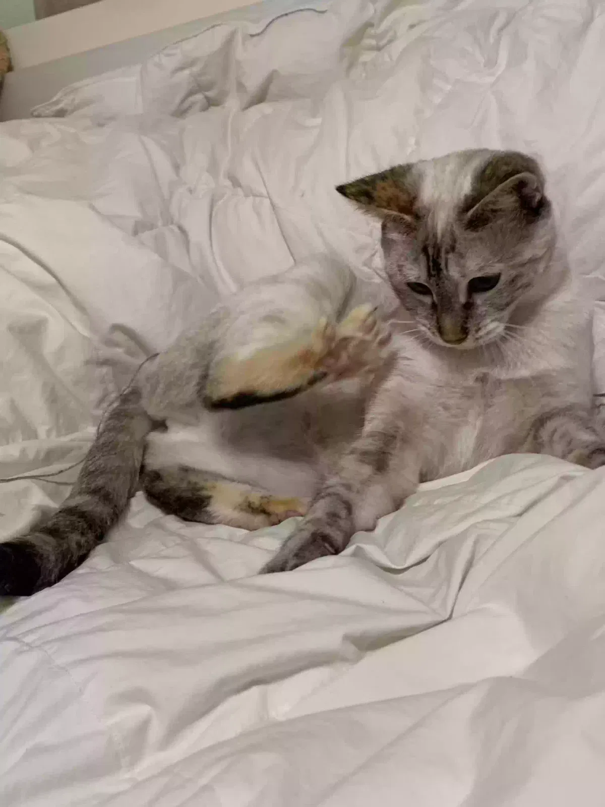 Lost cat in Westminster, CA, 92683