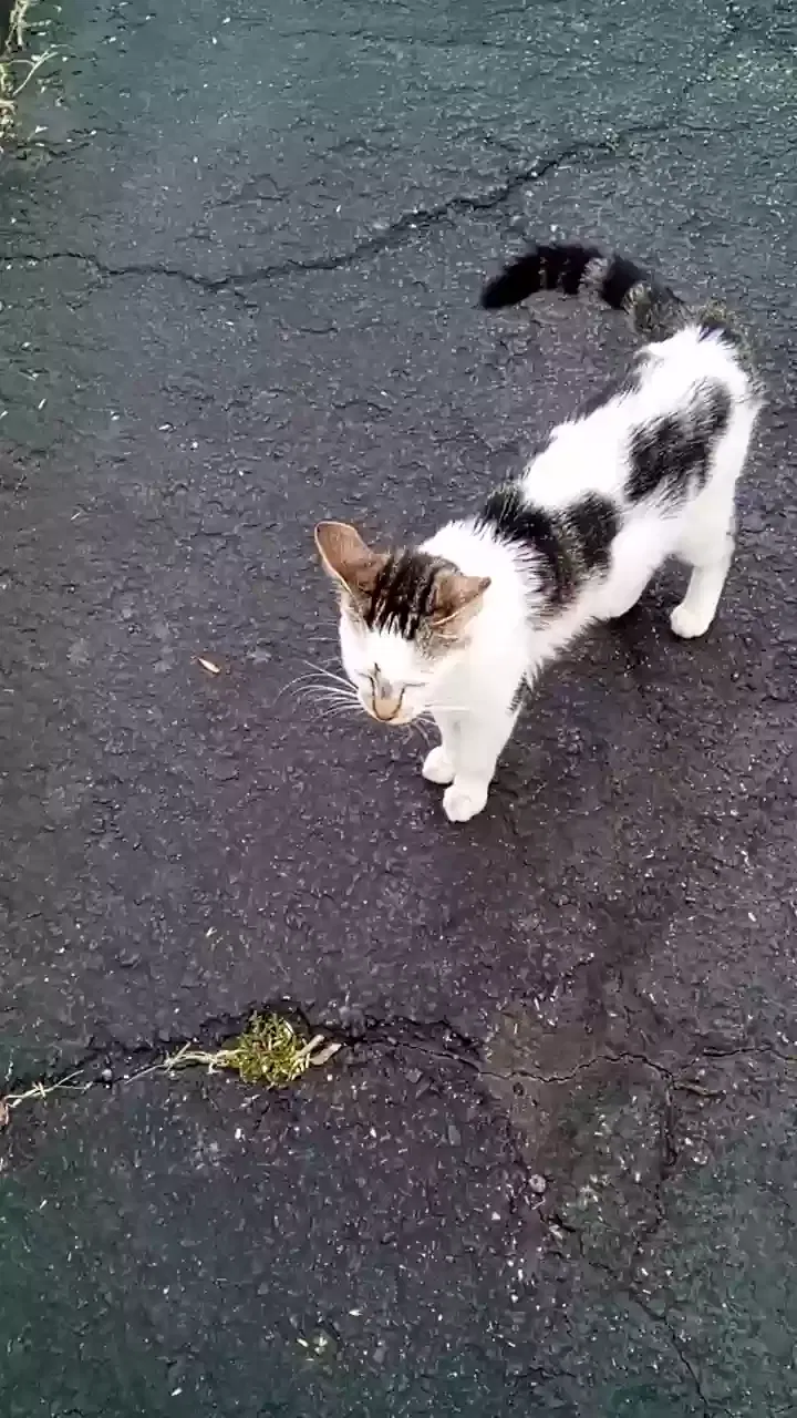 Lost cat in Tulsa, OK, 74101