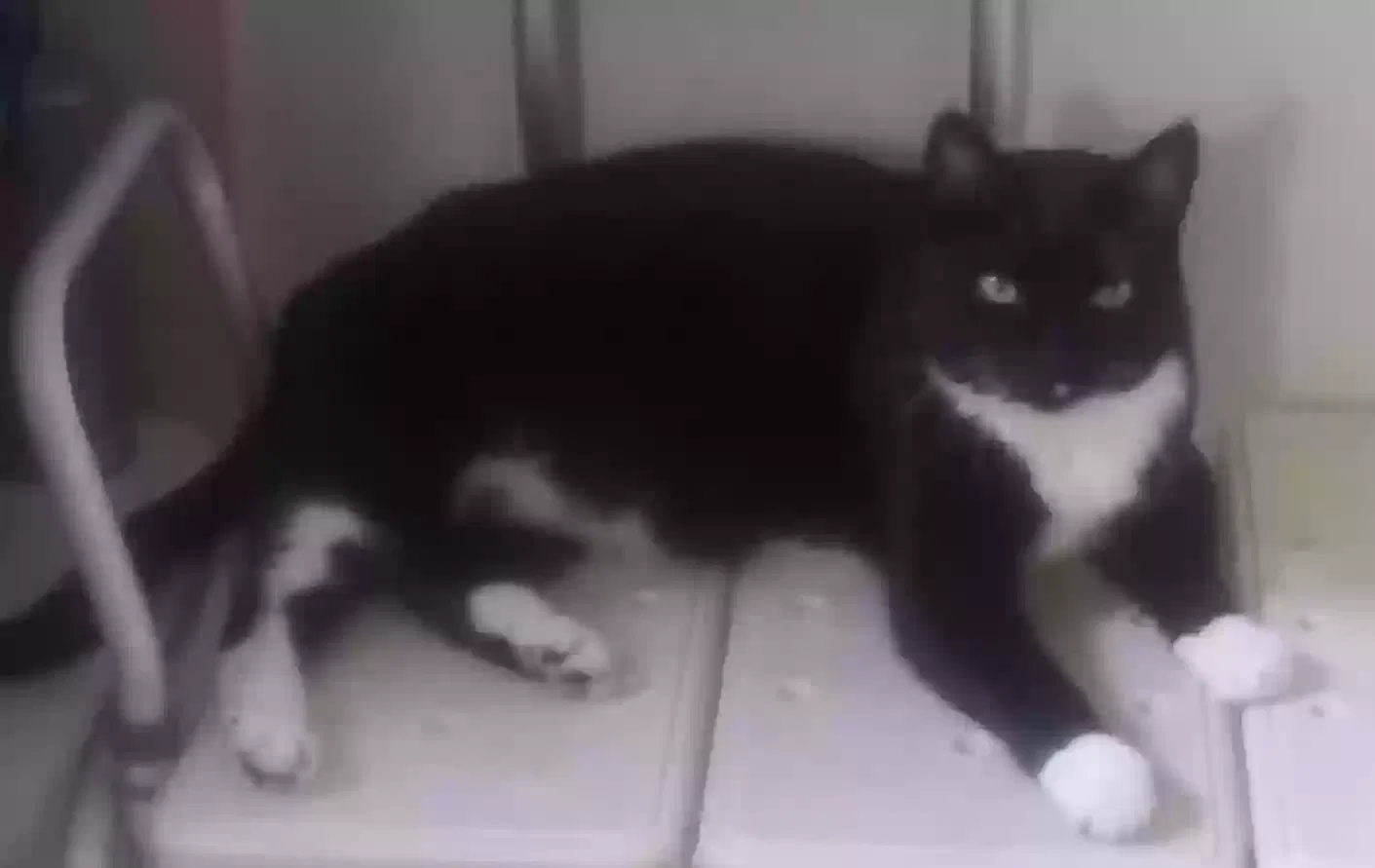 Lost cat in Camino, CA, 95709